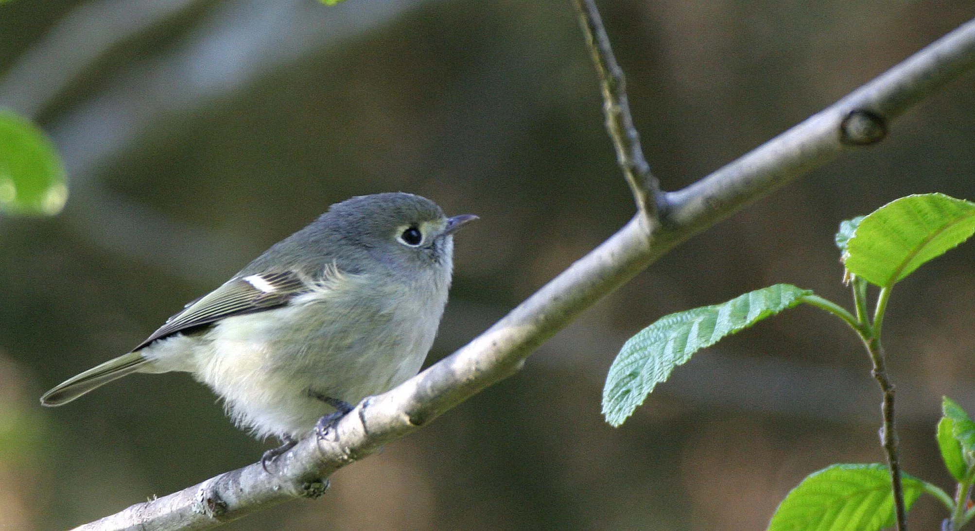 Hutton's Vireo (Vireo huttoni) Lake Farm Olympic Peninsula Washington (3).JPG