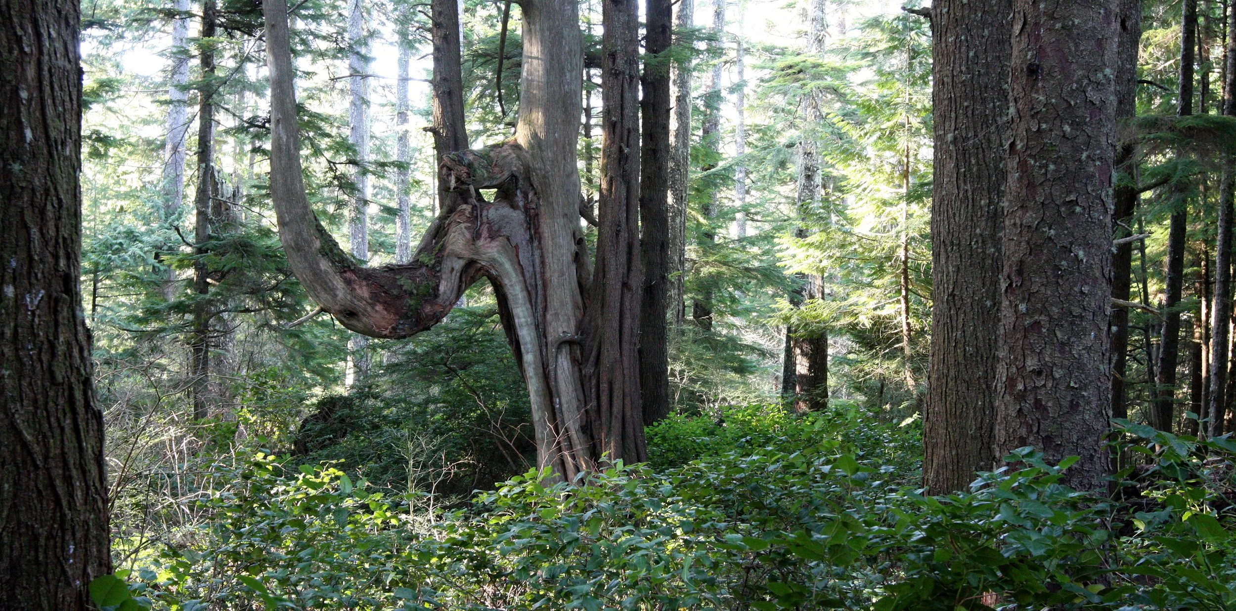 CAPE FLATTERY OLYMPIC PENINSULA - 2010-2-20 (5).JPG