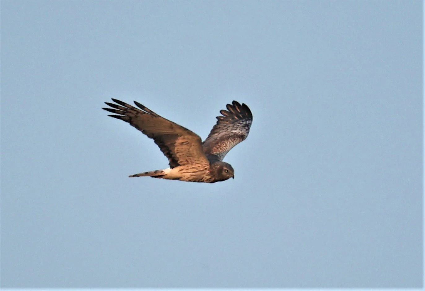HARRIER - PIED HARRIER - Circus melanoleucos - YONOK CHIANG SAEN CHIANG RAI - ROOST (28).JPG