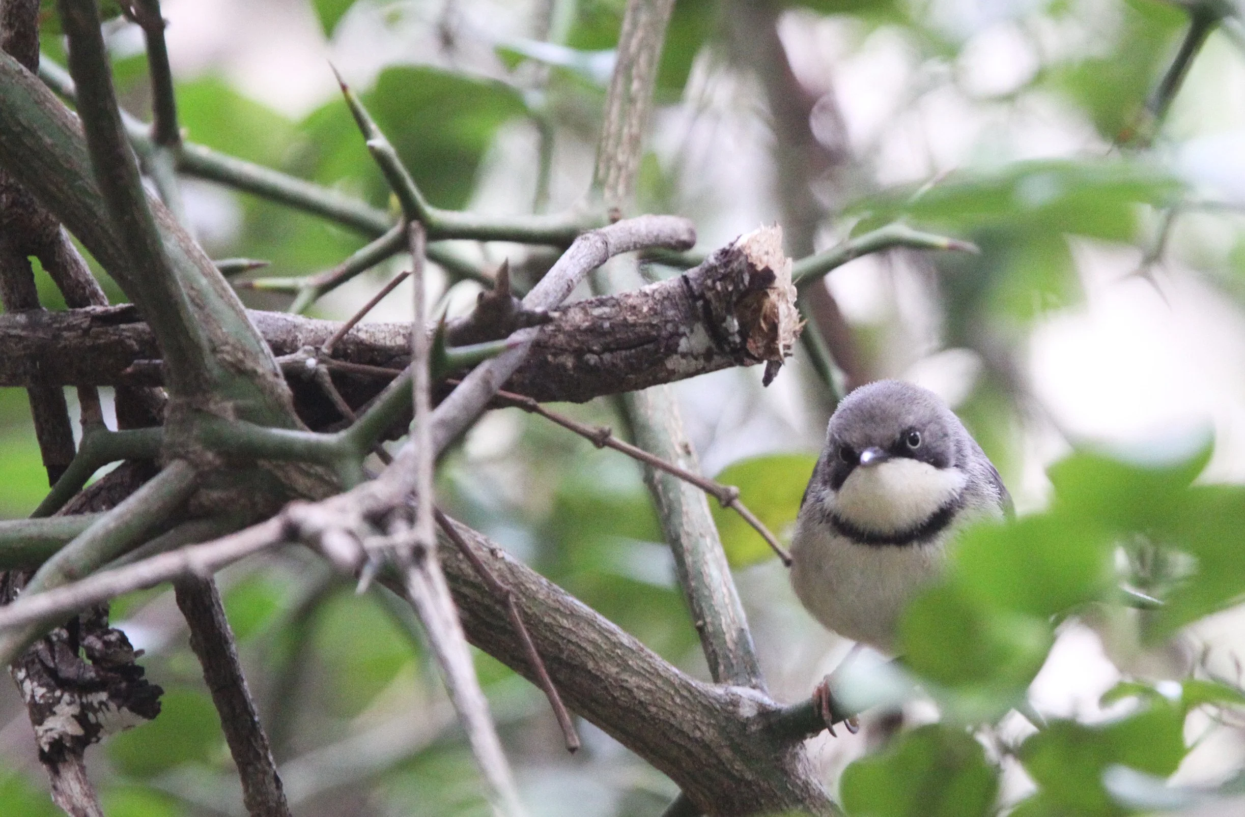 BIRD - APALIS - BAR-THROATED APALIS - APALIS THORACICA - TSITSIKAMMA NATIONAL PARK SOUTH AFRICA (3).JPG