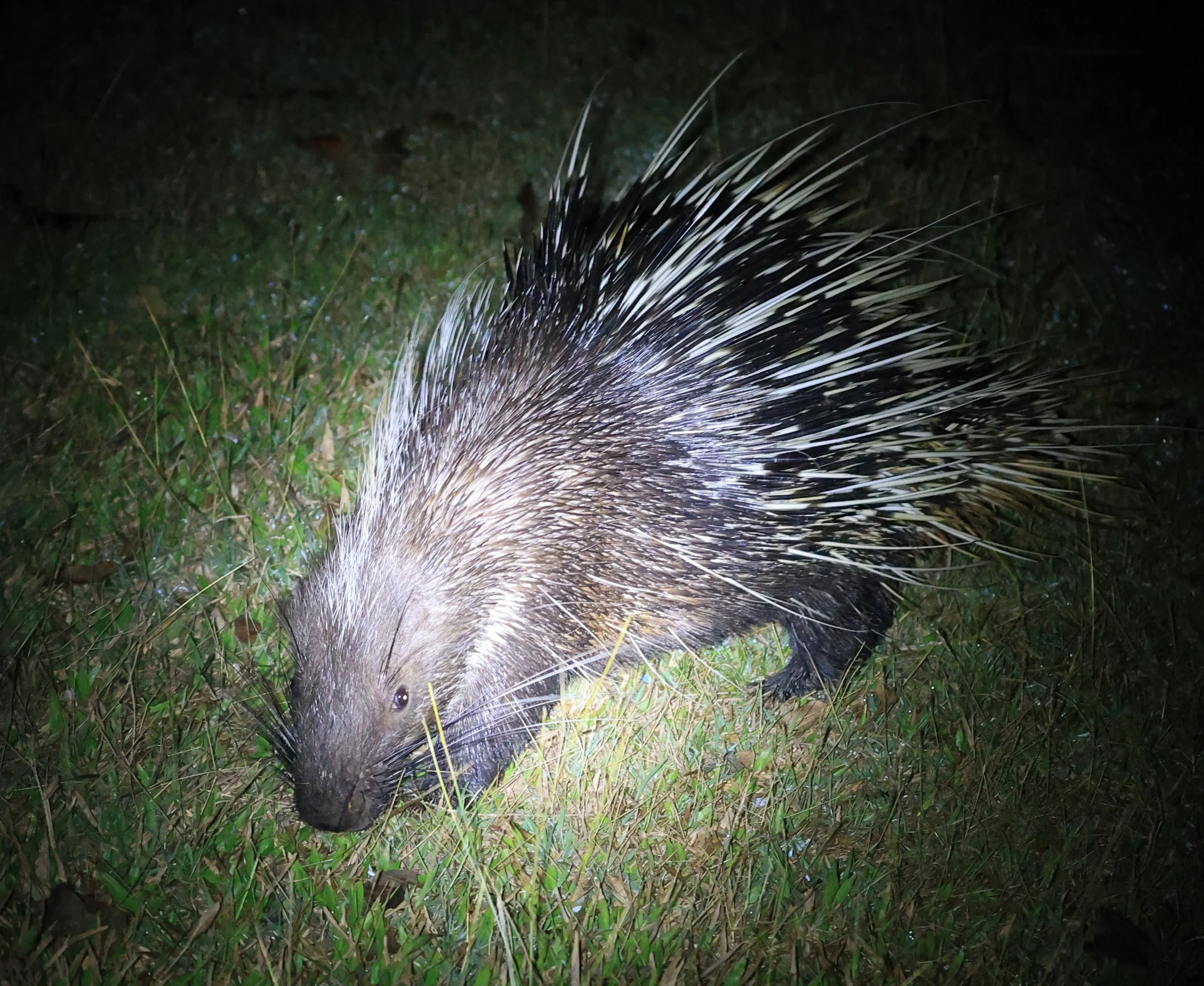 East Asian Porcupine (Hystrix brachyura) Khao Yai National Park Feb 2026 Day 2 (18).jpg