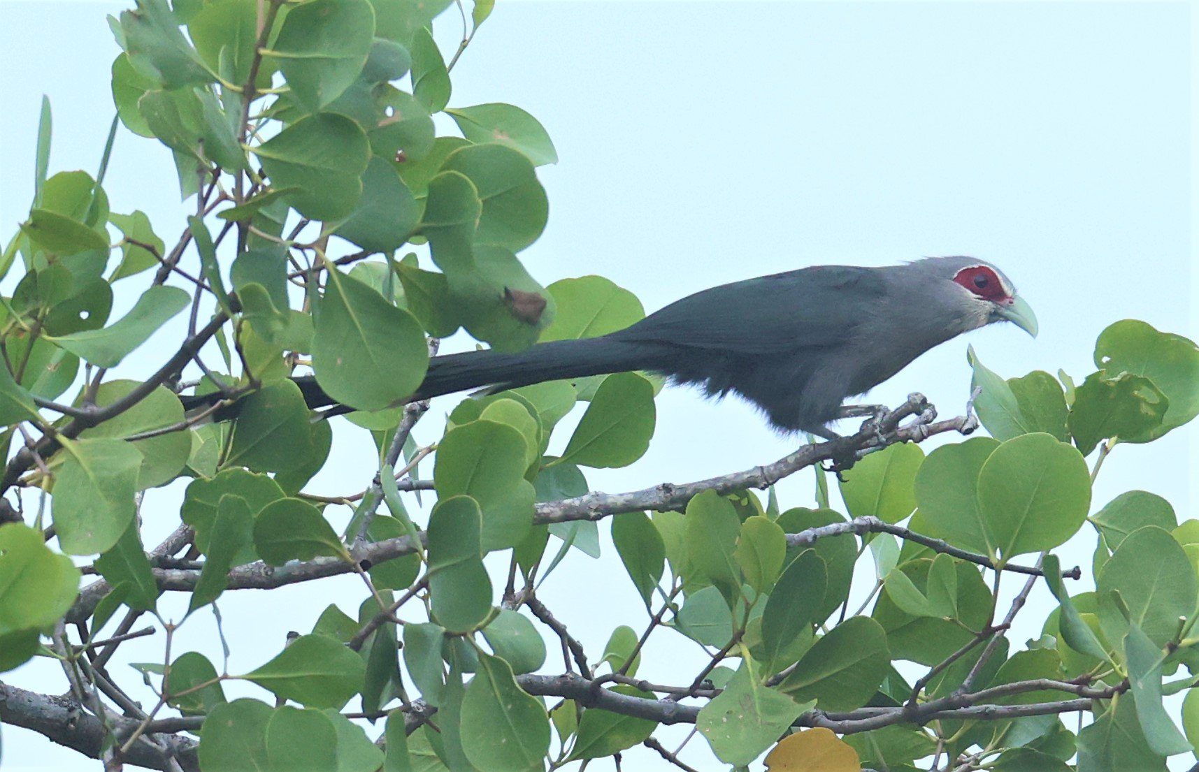 Green-billed Malkoha (Phaenicophaeus tristis) Koh Lanta Island Krabi Province Thailand (8).jpg