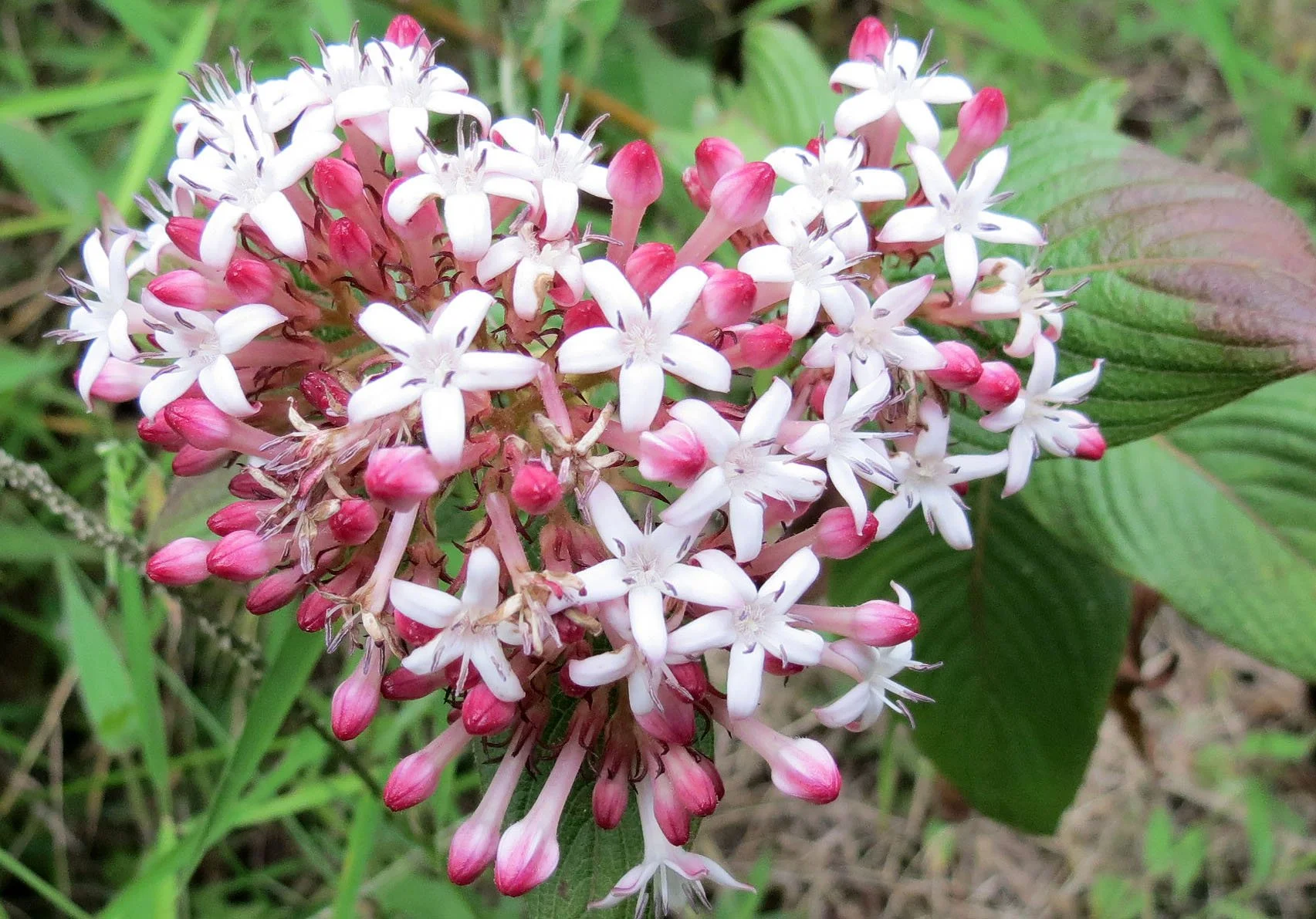 RWENZORI NATIONAL PARK UGANDA (31).JPG