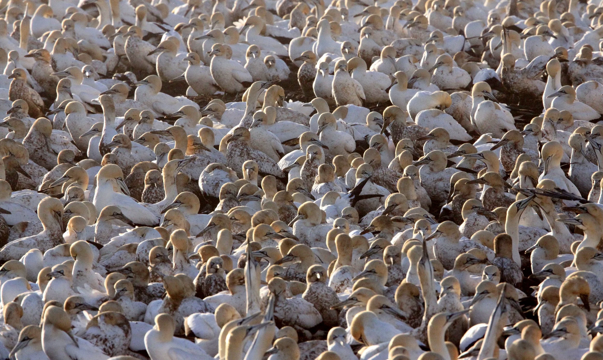 Cape gannet (Morus capensis) Lambert's Bay South Africa (38).JPG