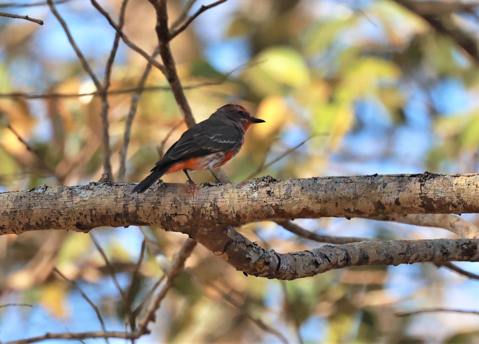 Flycatcher - Vermilion Flycatcher - Pyrocephalus rubinus - Emas National Park, Goias State, Brazil (2).jpg