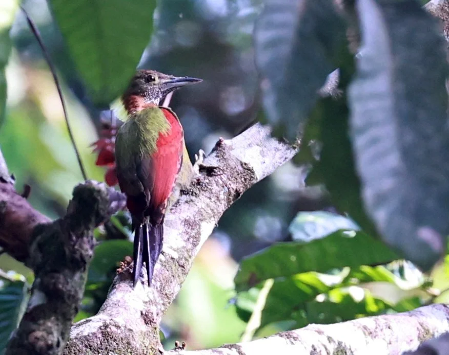 Woodpecker - Checker-throated Woodpecker - Chrysophlegma mentale - Hala Bala National Wildlife Sanctuary Thailand (13).jpg