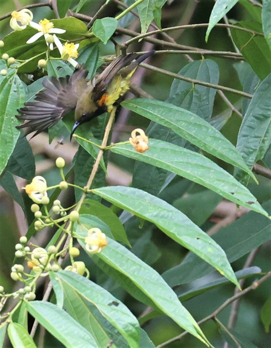 SUNBIRD - OLIVE-BACKED SUNBIRD - Nectarinia jugularis - KAENG KRACHAN NATIONAL PARK 18 OCT 2021 (4).jpg
