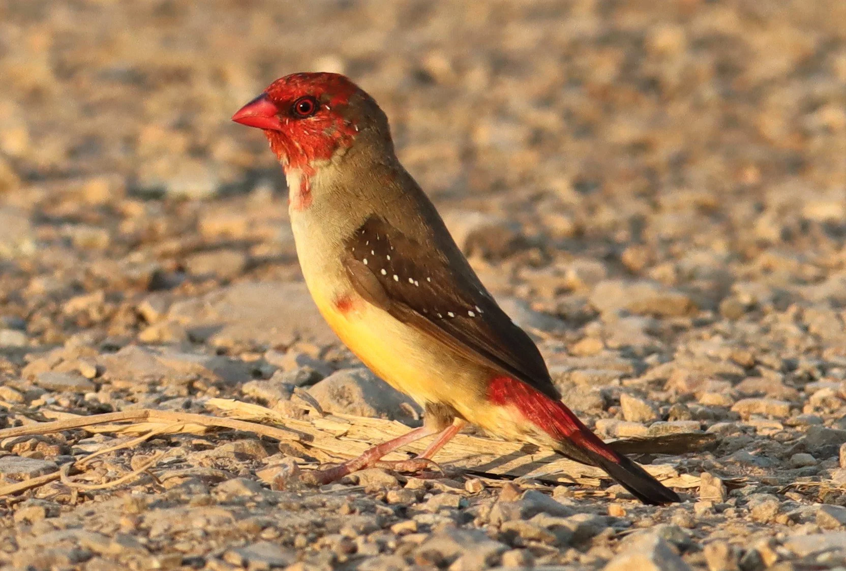 RED AVADAVAT - Amandava amandava - LAT KRABANG RICE FIELDS AT THAP YAO (109).jpg