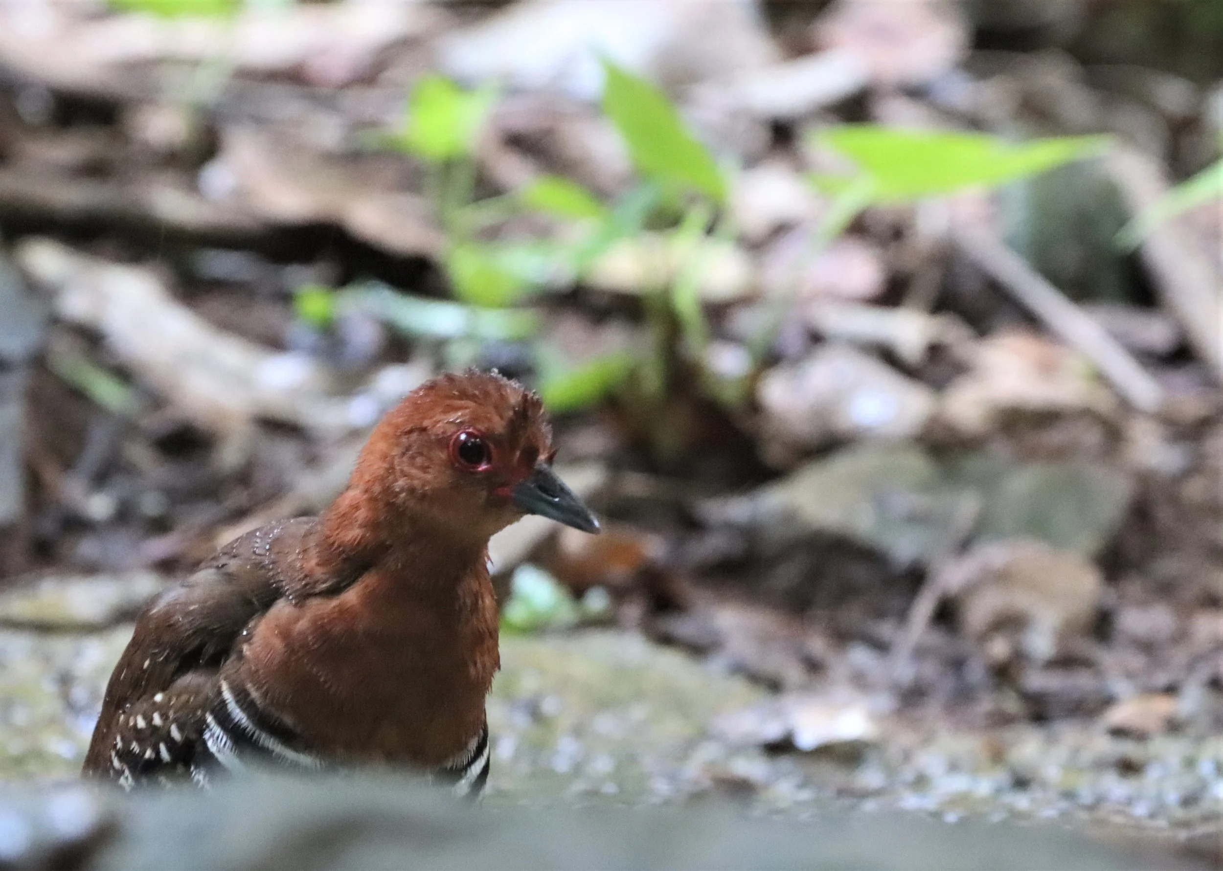 Red-legged Crake (Rallina fasciata) Neung Hide nr Kaeng Krachan NP Thailand (30).jpg