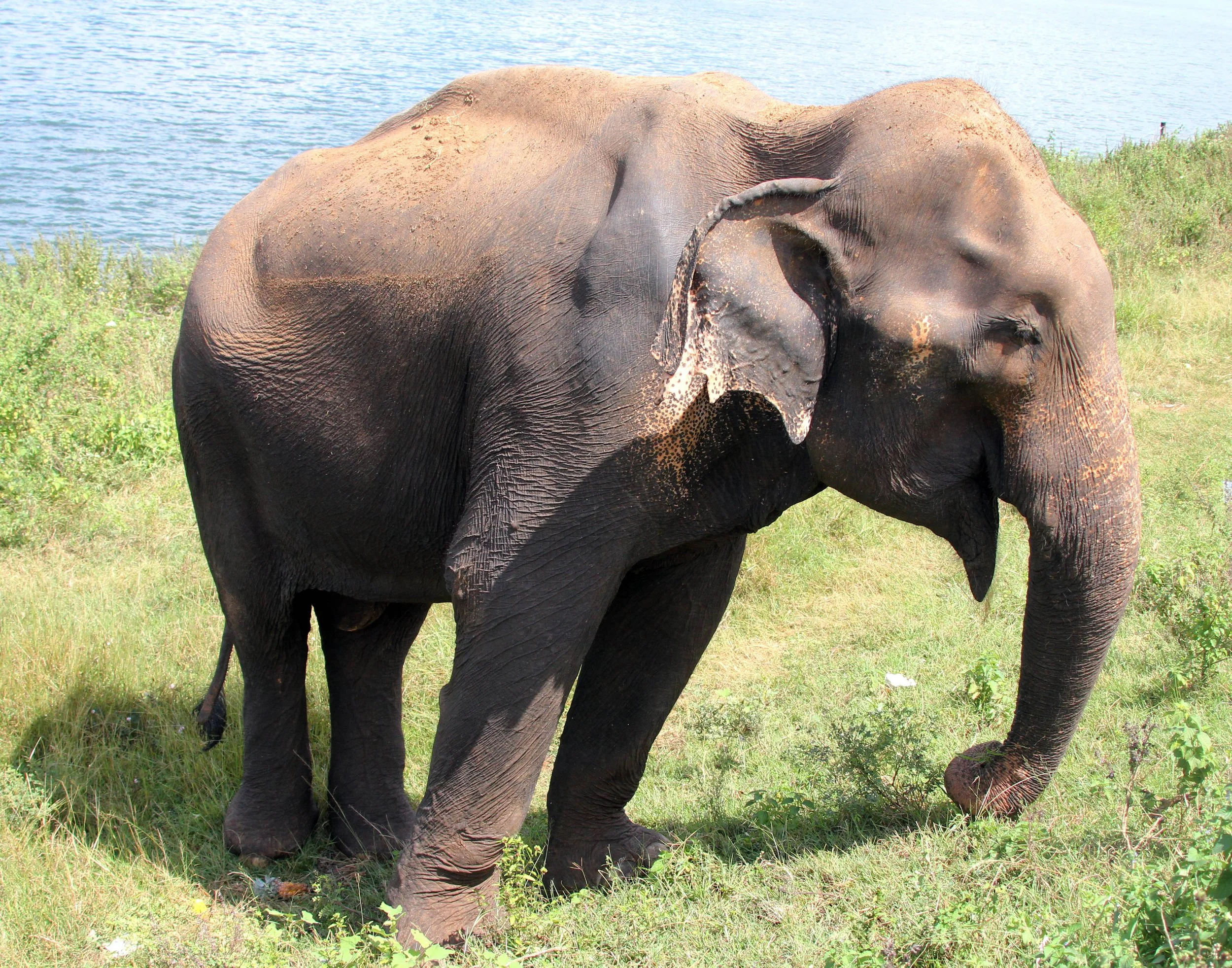 ELEPHANT - SRI LANKA ASIAN ELEPHANT - UDAWALAWA NATIONAL PARK SRI LANKA (10).JPG