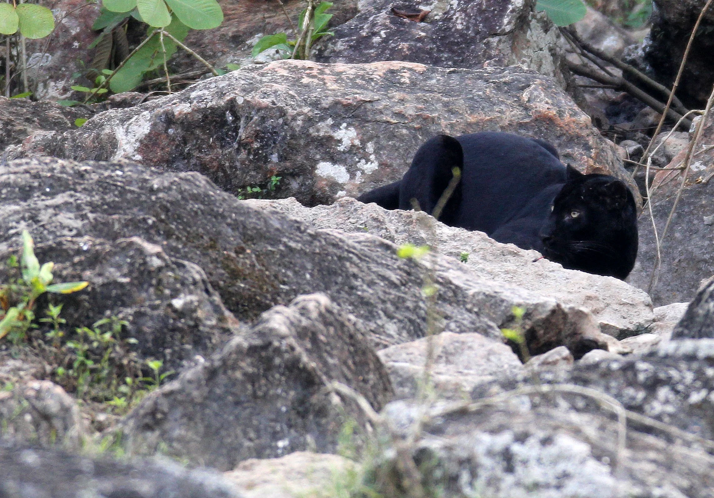 Panthera pardus delacouri - INDOCHINESE LEOPARD - MELANISTIC FORM - HUAI KHA KHAENG - KAPOK KAPIEN STATION & MINERAL LICK - THAI (267).JPG