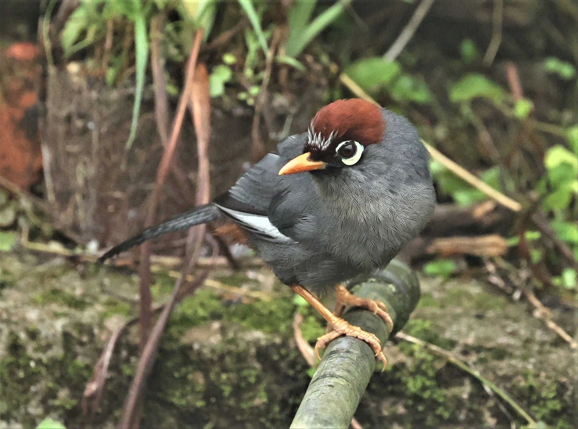Pterorhinus mitratus - CHESTNUT-CAPPED LAUGHINGTHRUSH - FRASER'S HILL RAUB DISTRICT PAHANG MALAYSIA (10).jpg