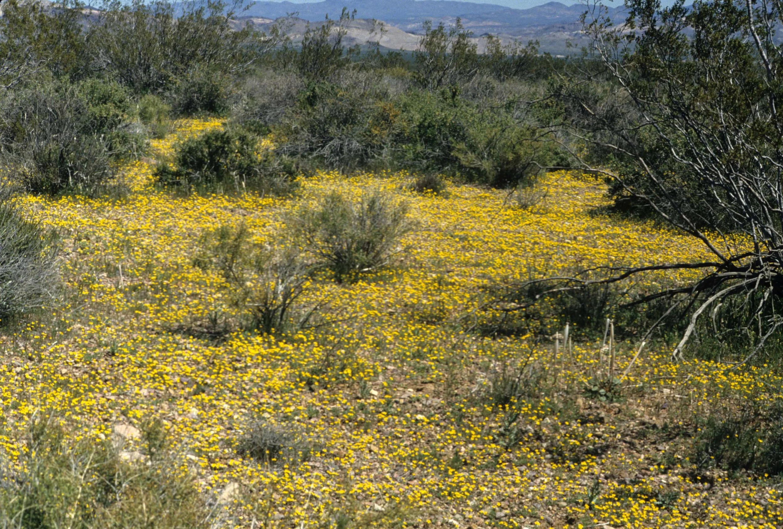 DEATH VALLEY - GILMANIA LUTEOLA - GOLDEN CARPET (2).jpg