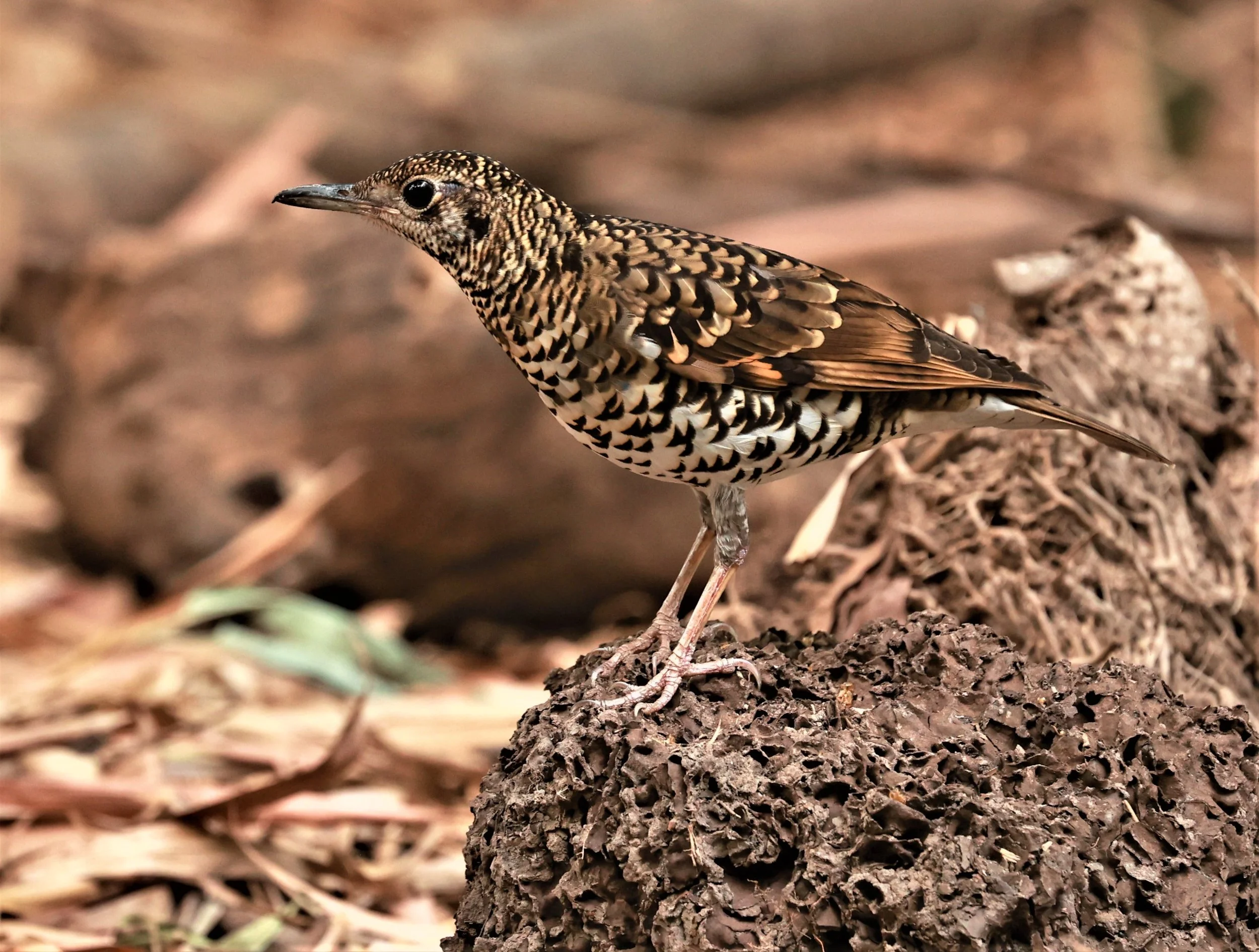 White's Thrush (Zoothera aurea) Putthamonthon Park Nakhon Pathom Thailand (13).jpg