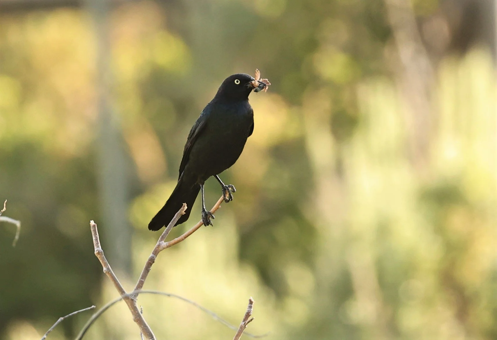 Brewer's Blackbird (Euphagus cyanocephalus) Fossil Buttes National Monument Wyoming (1).jpg