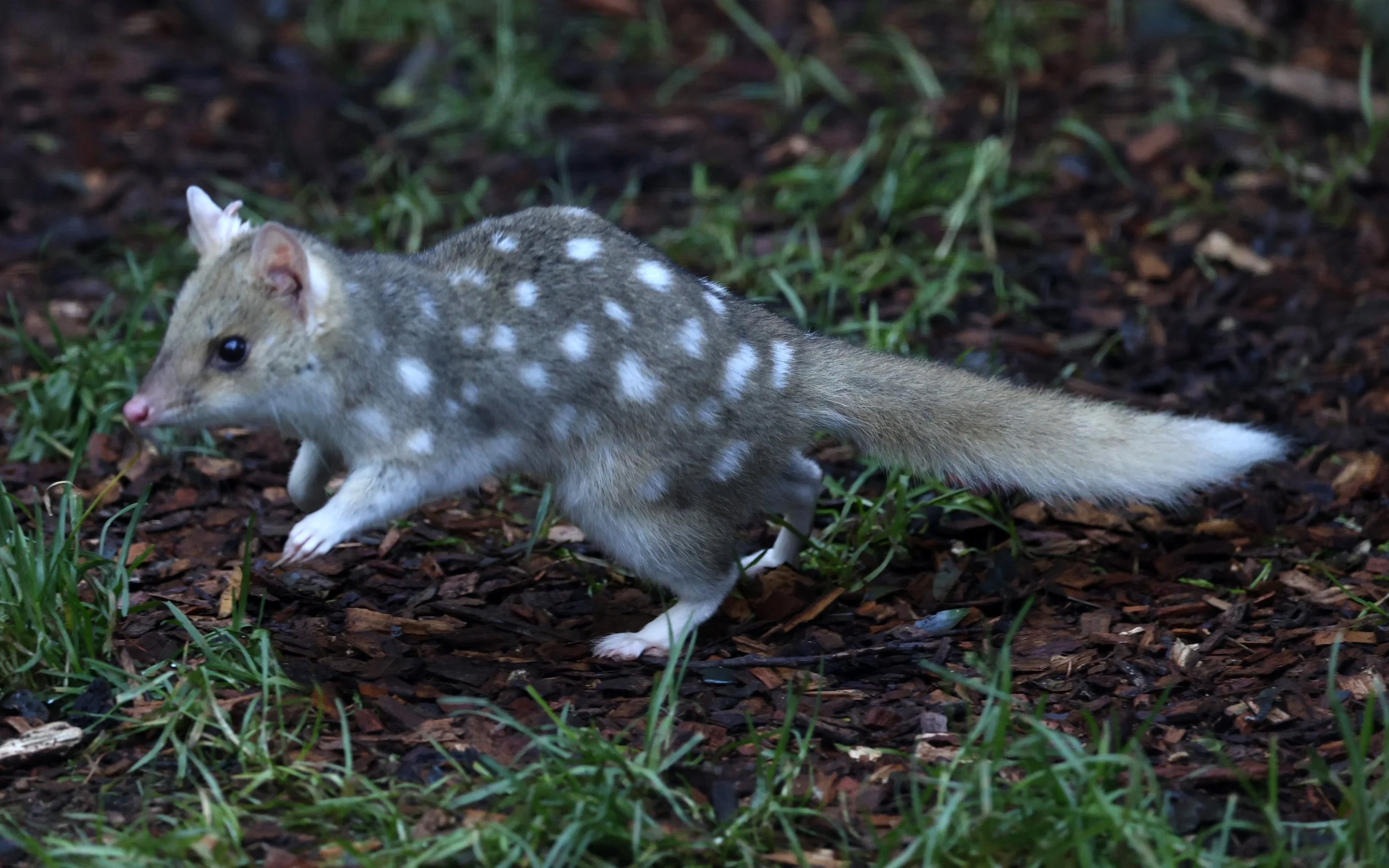 Eastern Quoll (Dasyurus viverrinus) Bruny Island - Tasmania 