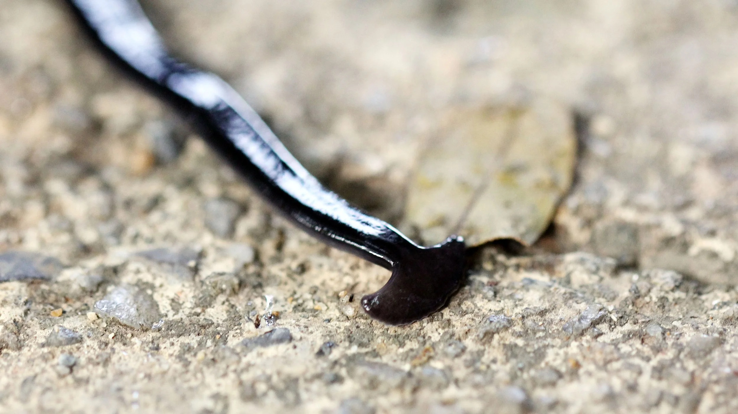 2015 Koh Lanta October Break Trip  (130).JPG