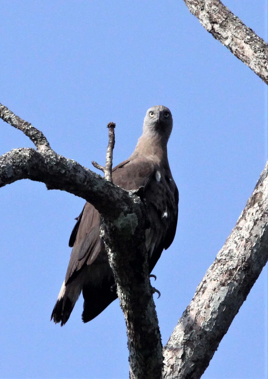 Haliaeetus ichthyaetus - GREY-HEADED FISH EAGLE - KAZIRANGA NATIONAL PARK ASSAM INDIA aa2.jpg
