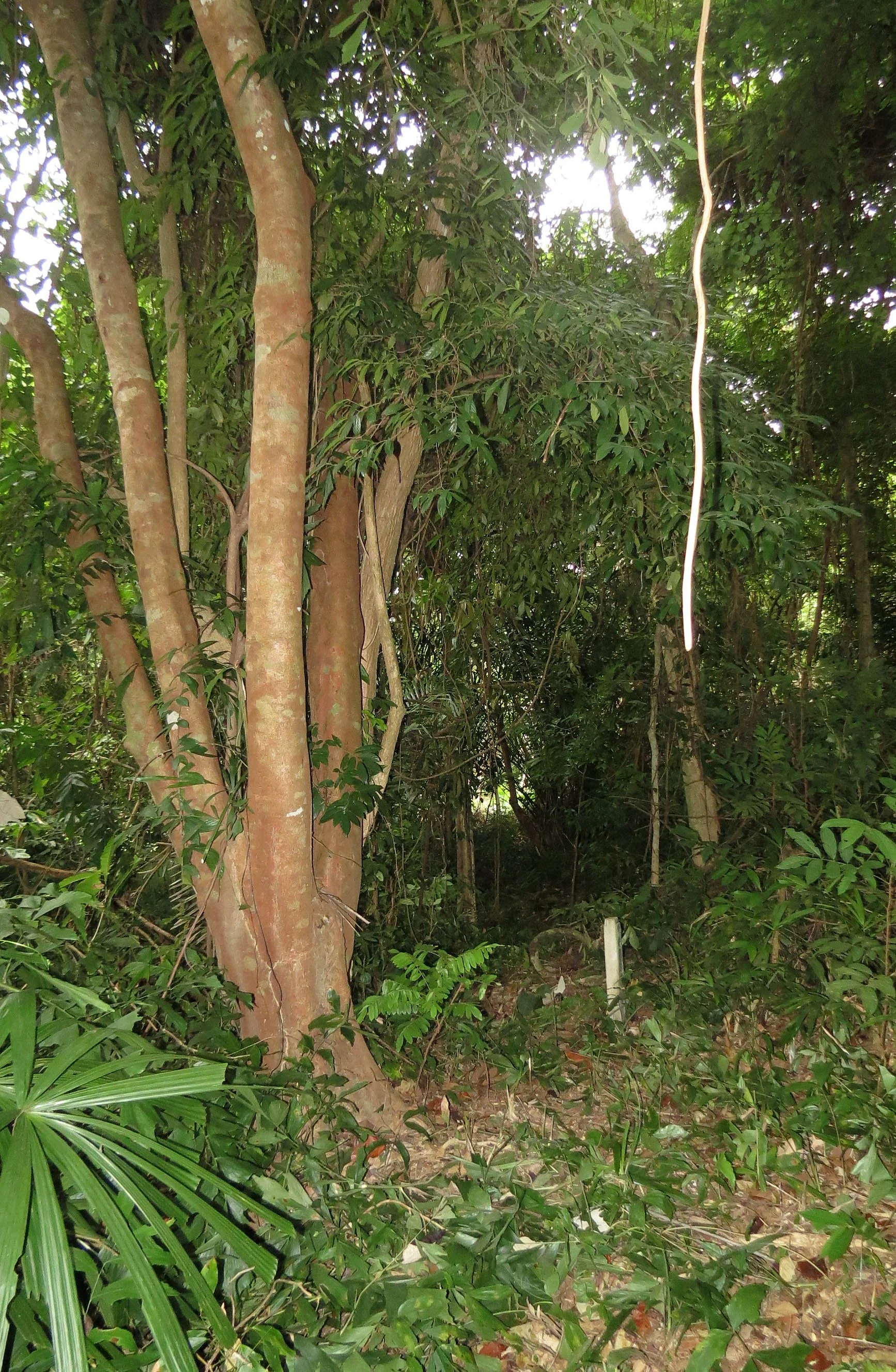 2014 Koh Lanta Build (141).JPG