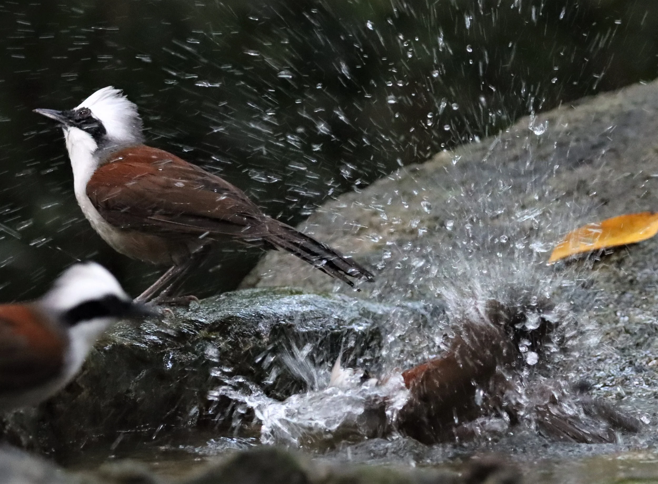 LAUGHINGTHRUSH - WHITE-CRESTED LAUGHINGTHRUSH - Garrulax leucolophus - WAT THAM PRATHUN CHONBURI (63).jpg