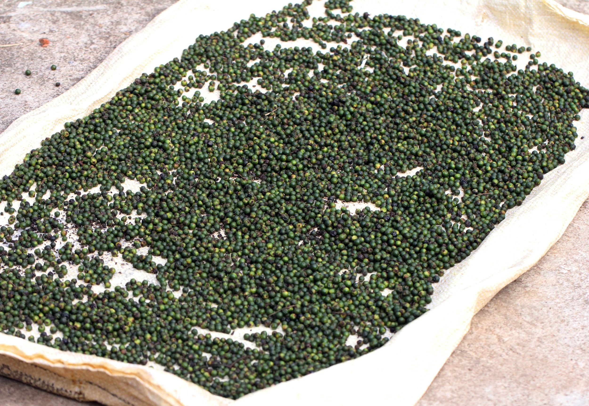 KITULGALA FOREST PRESERVE, SRI LANKA (43).JPG