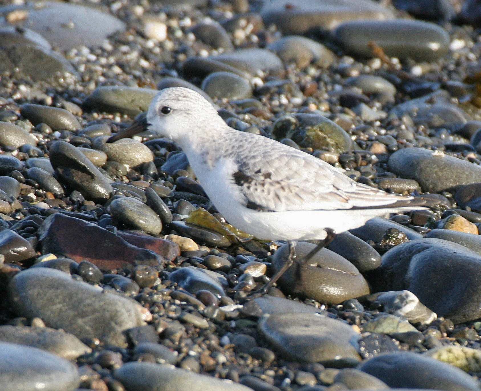 BIRD - SANDERLINGS - EDIZ HOOK PA HARBOR (19).jpg
