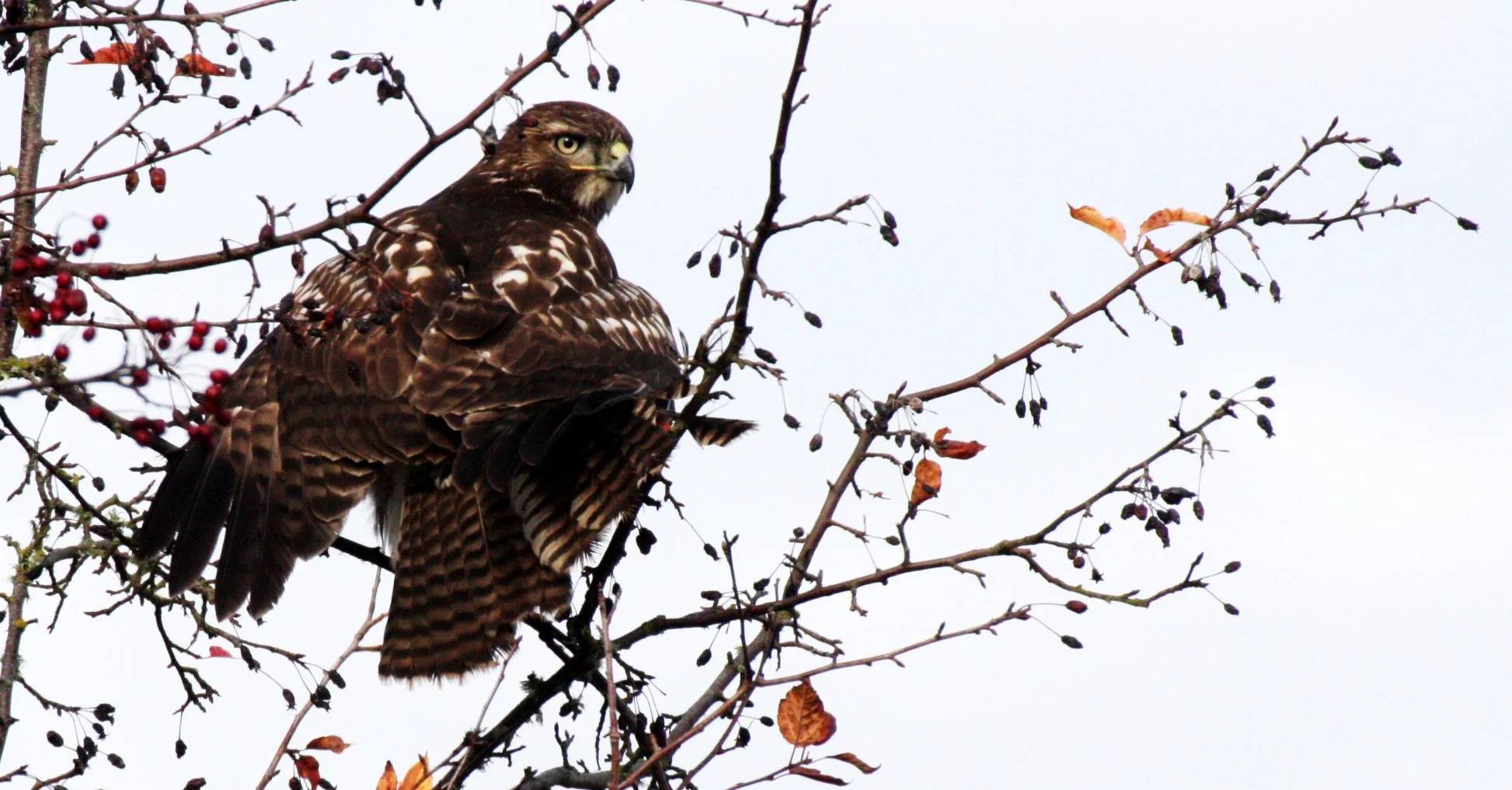 Buteo jamaicensis - RED-TAILED HAWK - JAMESTOWN WA (12).JPG