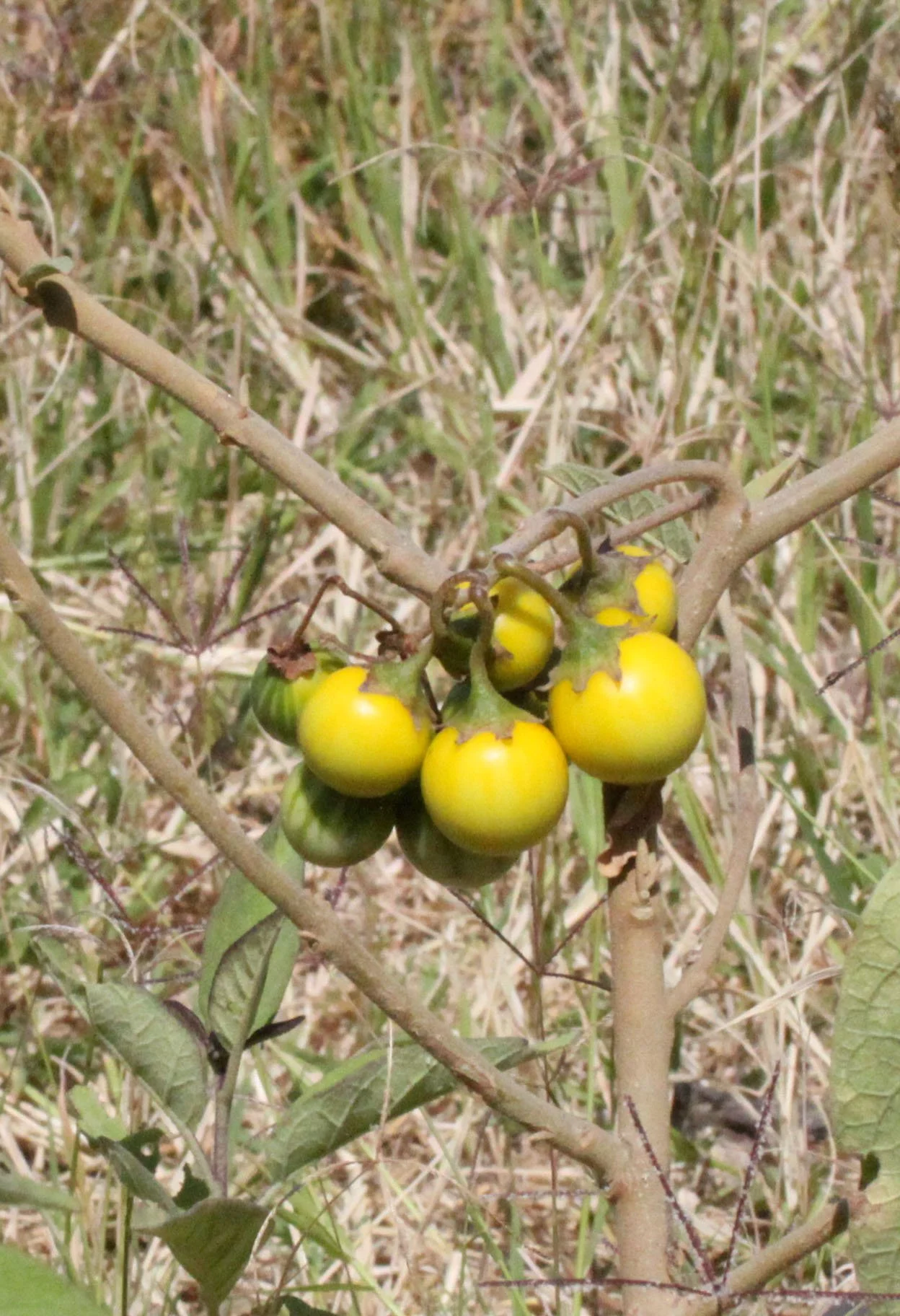NECH SAR NATIONAL PARK ETHIOPIA.JPG