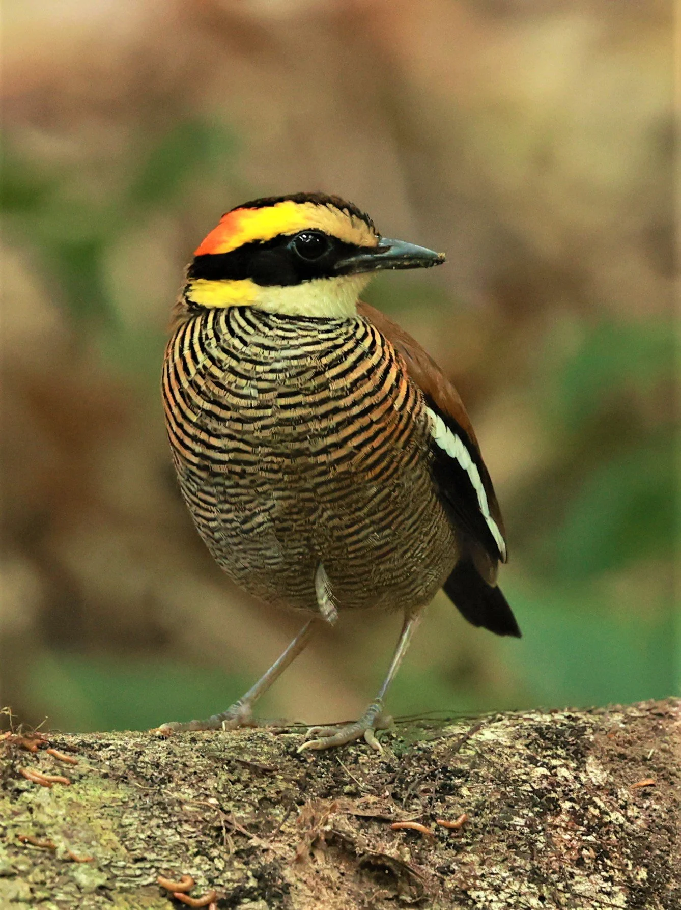 PITTA - Malayan banded pitta - Hydrornis irena - Si Phang Nga National Park, Thailand Feb 18-19, 2023 (158).jpg