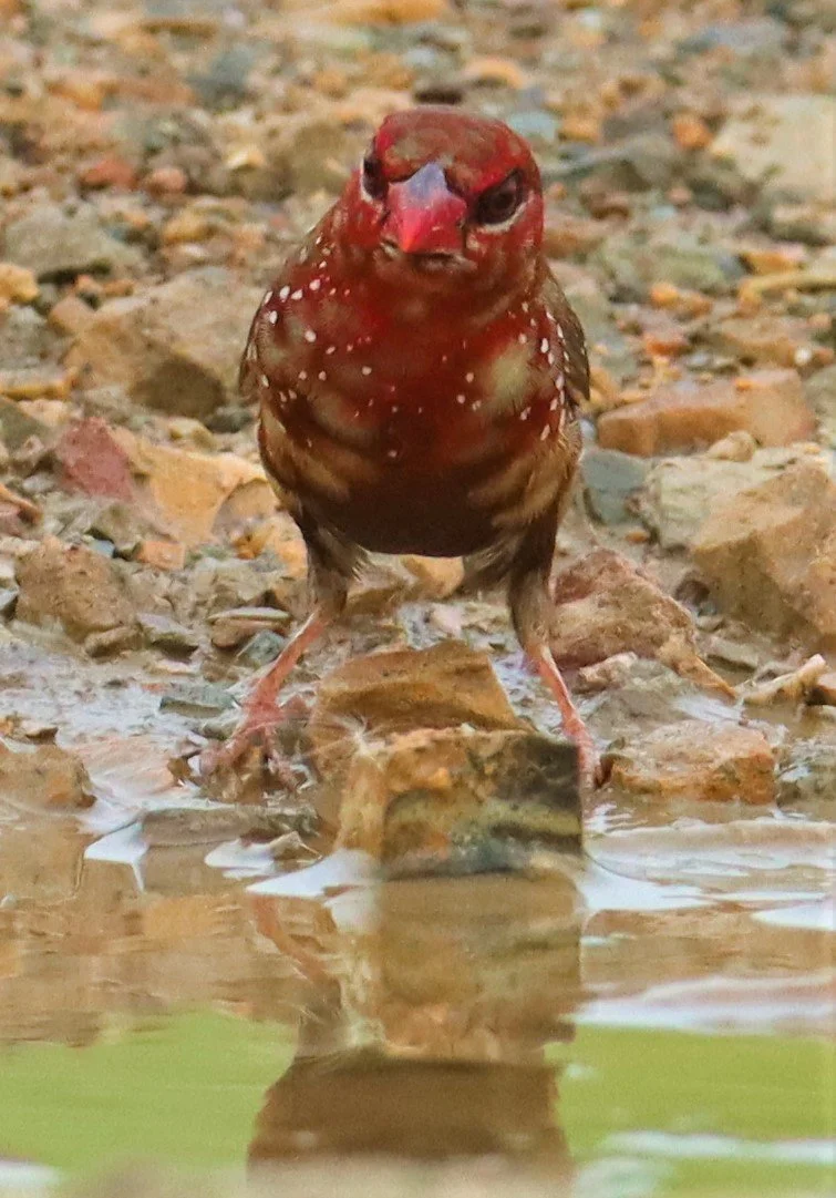 RED AVADAVAT - Amandava amandava - THAP YAO RICE FIELDS LAT KRABANG (105).jpg