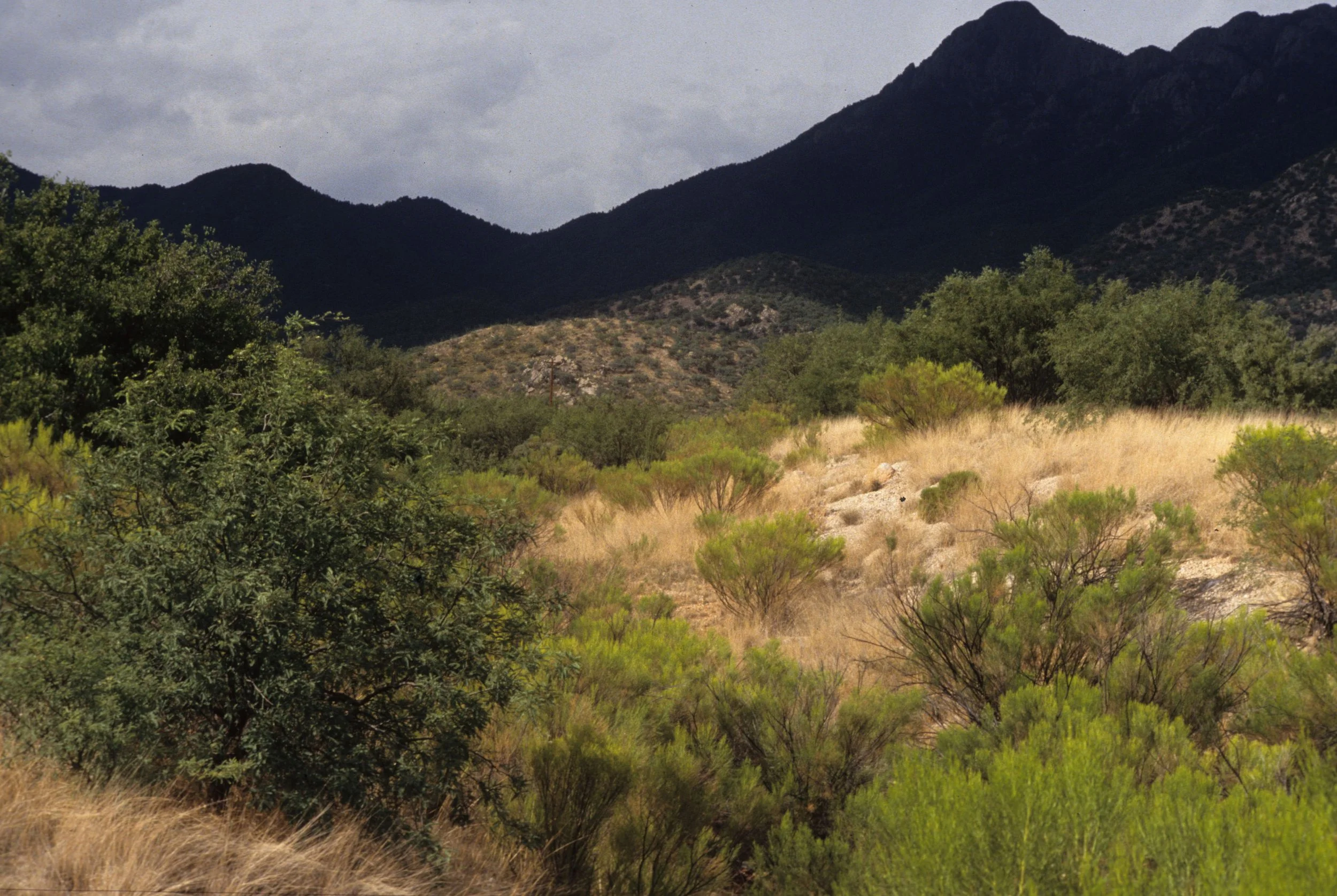 ARIZONA - MADERA CANYON - BACCHARIS AND PROSOPIS COMMUNITY.jpg