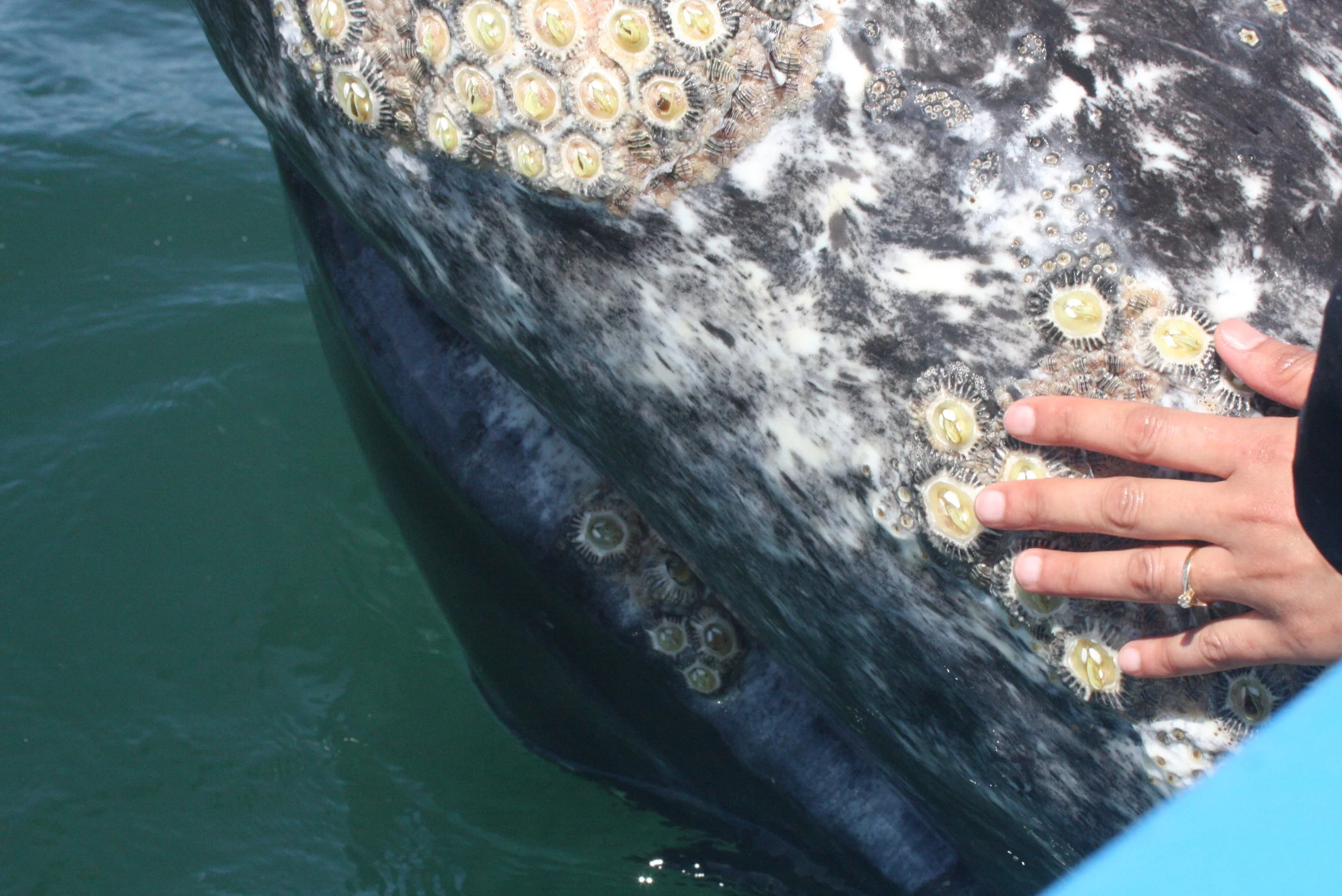 Eschrichtius robustus - GRAY WHALE WITH Cryptolepas rhachianecti - SAN IGNACIO LAGOON BAJA MEXICO (8).JPG