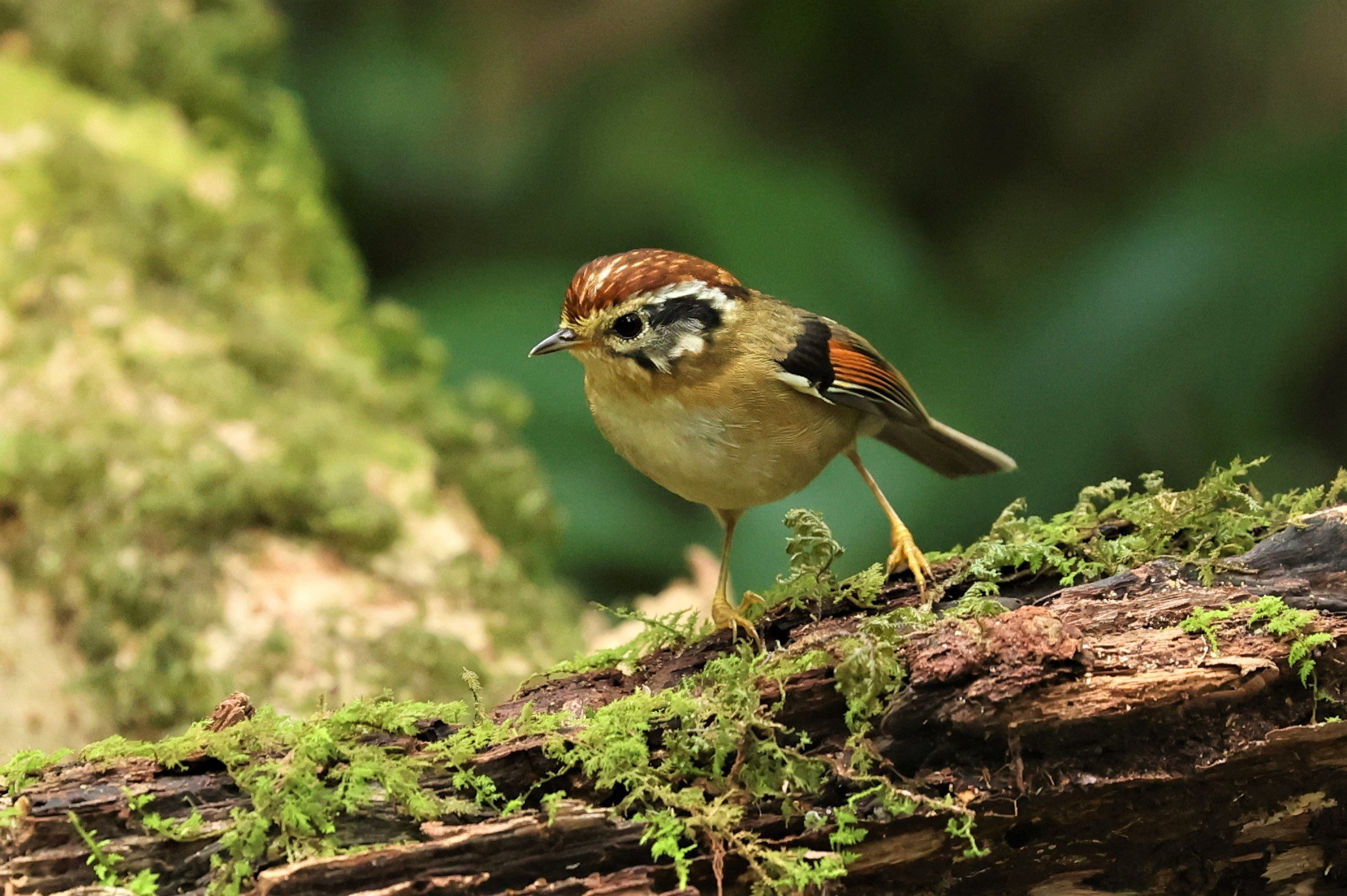FULVETTA - RUFOUS-WINGED FULVETTA - Schoeniparus castaneceps - DOI PHA HOM POK NP DOI LANG EAST FEB 2022 (37).jpg