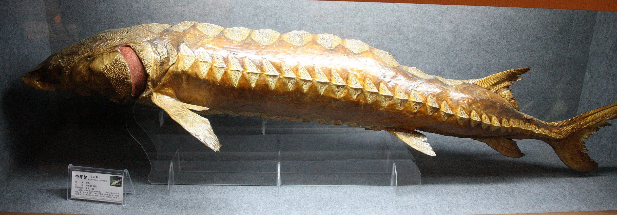 TONGLING RIVER DOLPHIN NATIONAL NATURE RESERVE - YUZHOU ISLAND (3).JPG