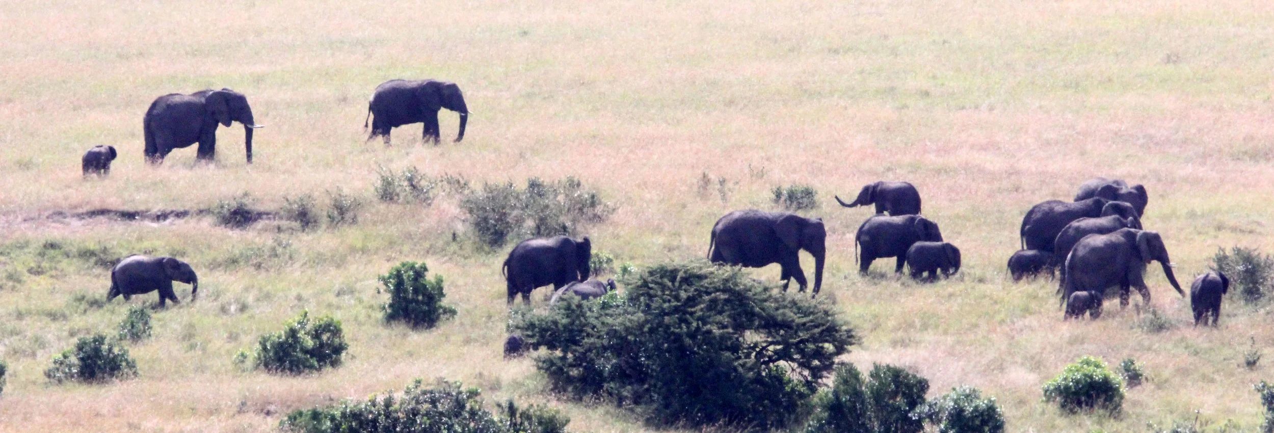 ELEPHANT - MASAI MARA NATIONAL PARK KENYA (15).JPG