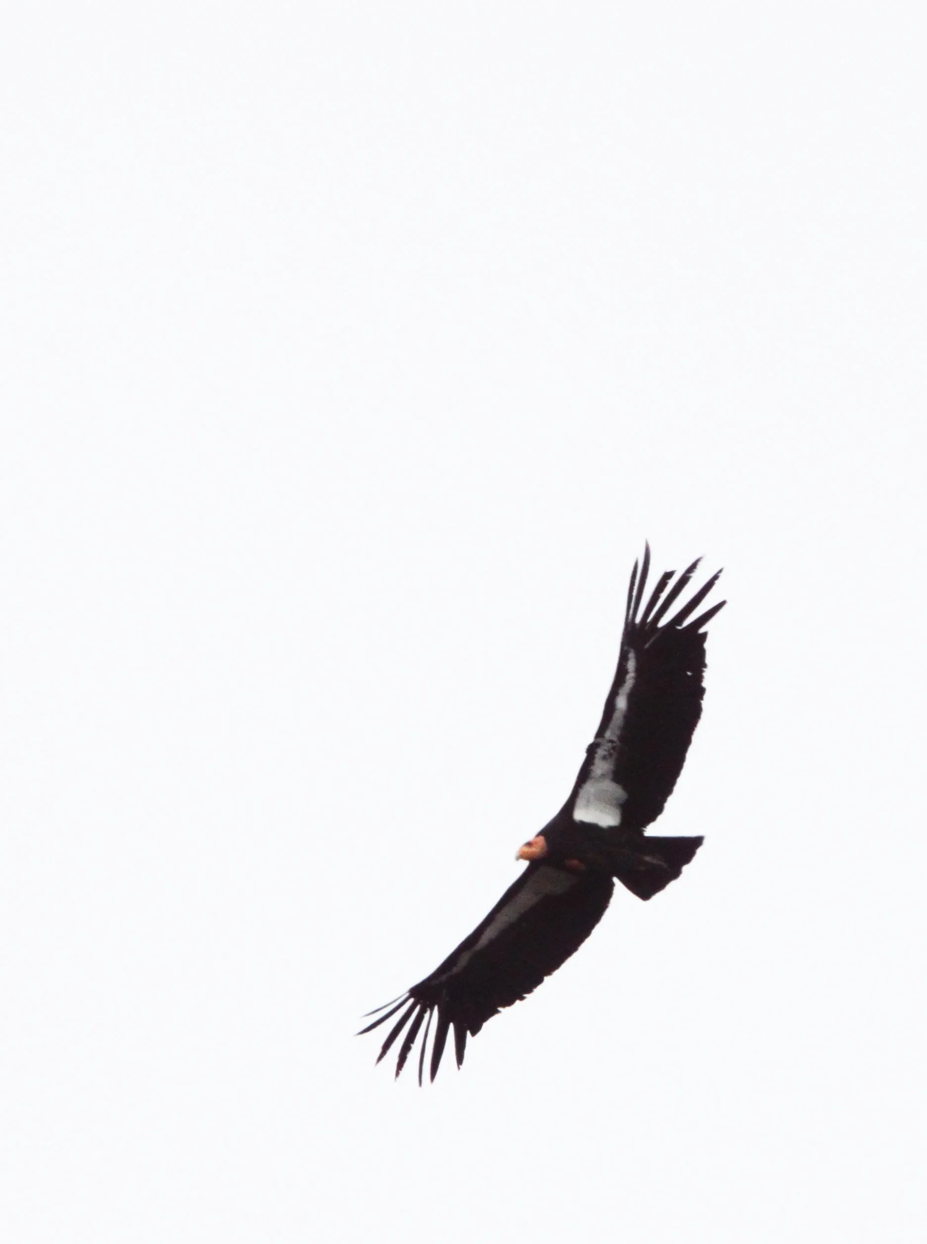 Gymnogyps californianus - CALIFORNIA CONDOR - PINNACLES NATIONAL MONUMENT CALIFORNIA (62).jpg