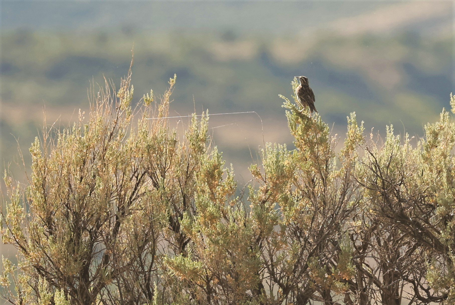 Western Meadowlark (Sturnella neglecta) Fossil Buttes National Monument Wyoming (2).jpg