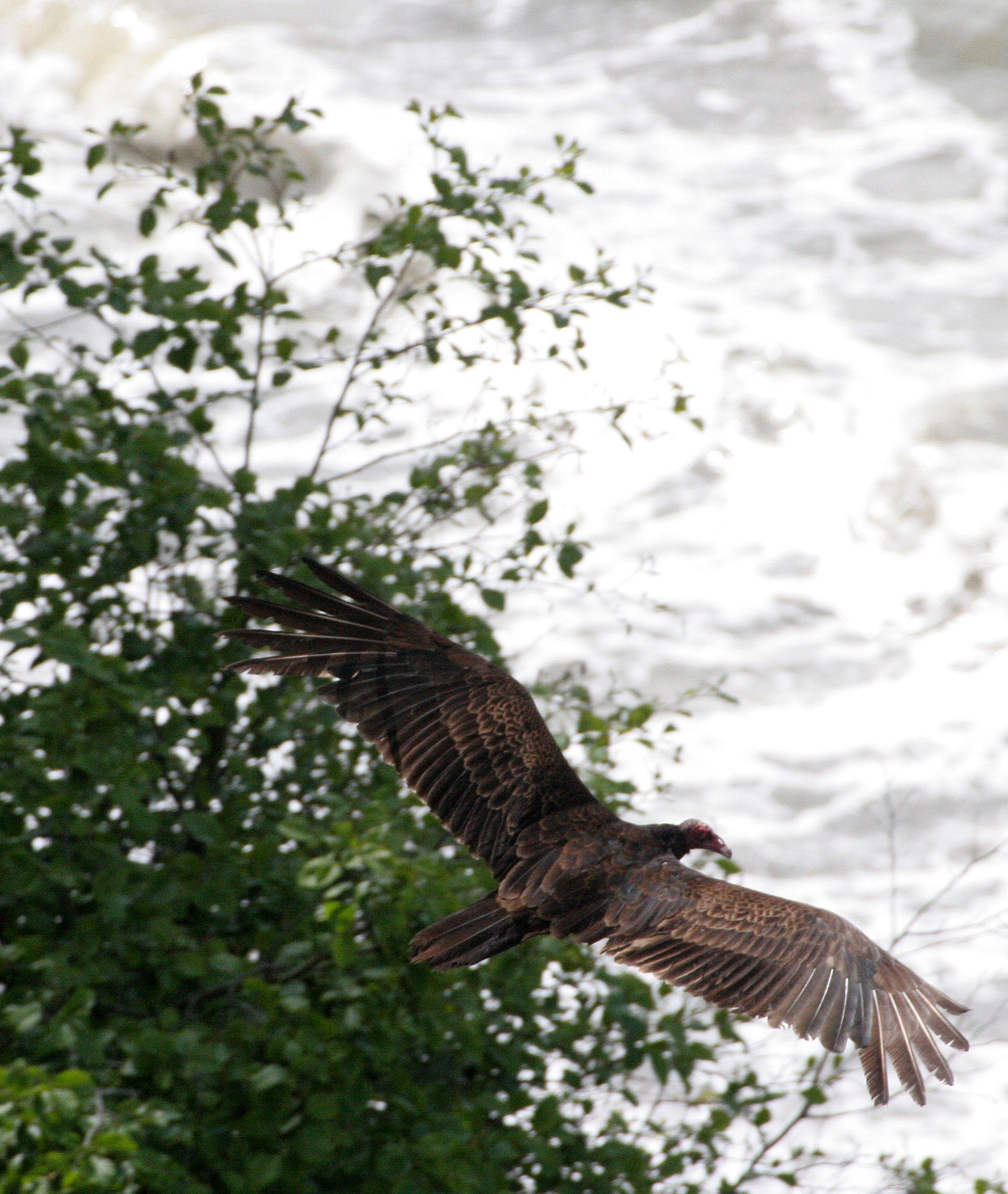 Cathartes aura meridionalis - WESTERN TURKEY VULTURE - LAKE FARM BLUFFS WASHINGTON (168).JPG
