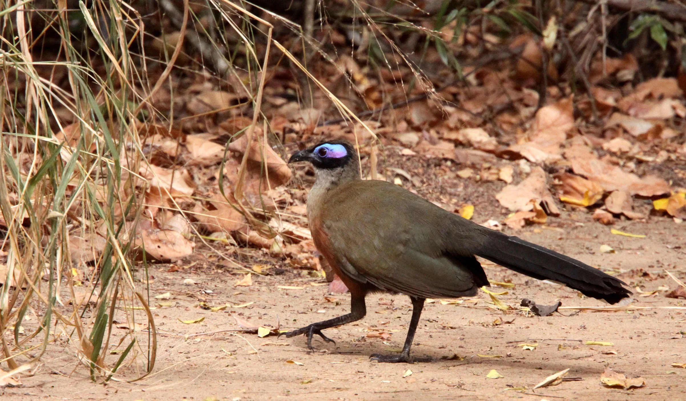 Giant Coua (Coua gigas) Kirindy NP Madagascar (2).JPG