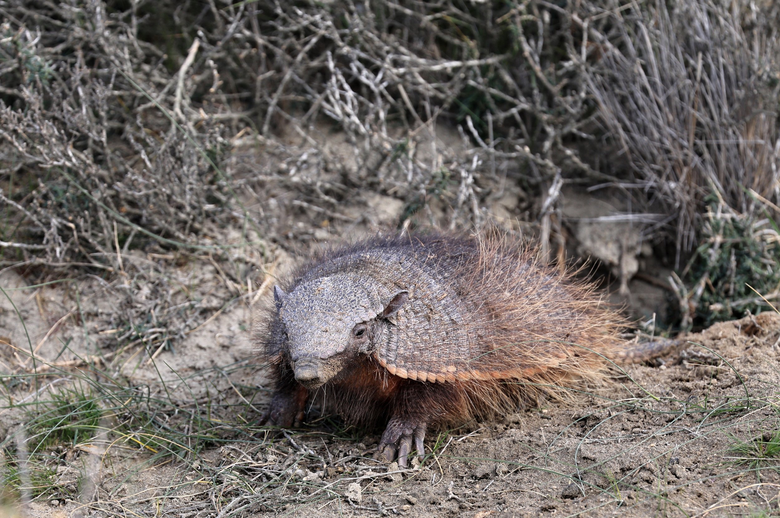 Large Hairy Armadillo Chaetophractus villosus) Valdes Peninsula, Chubut Province, Argentina Day 2 ( (56).jpg