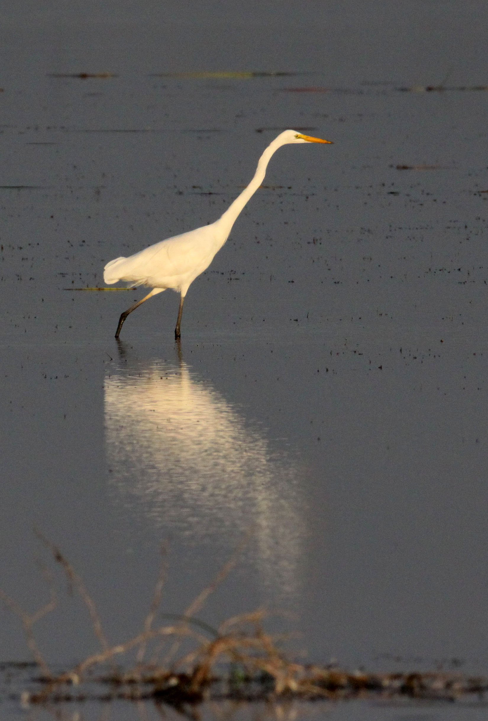 EGRET - EASTERN GREAT EGRET - Ardea (alba) modesta - LITTLE RANN OF KUTCH GUJARAT INDIA (12).JPG
