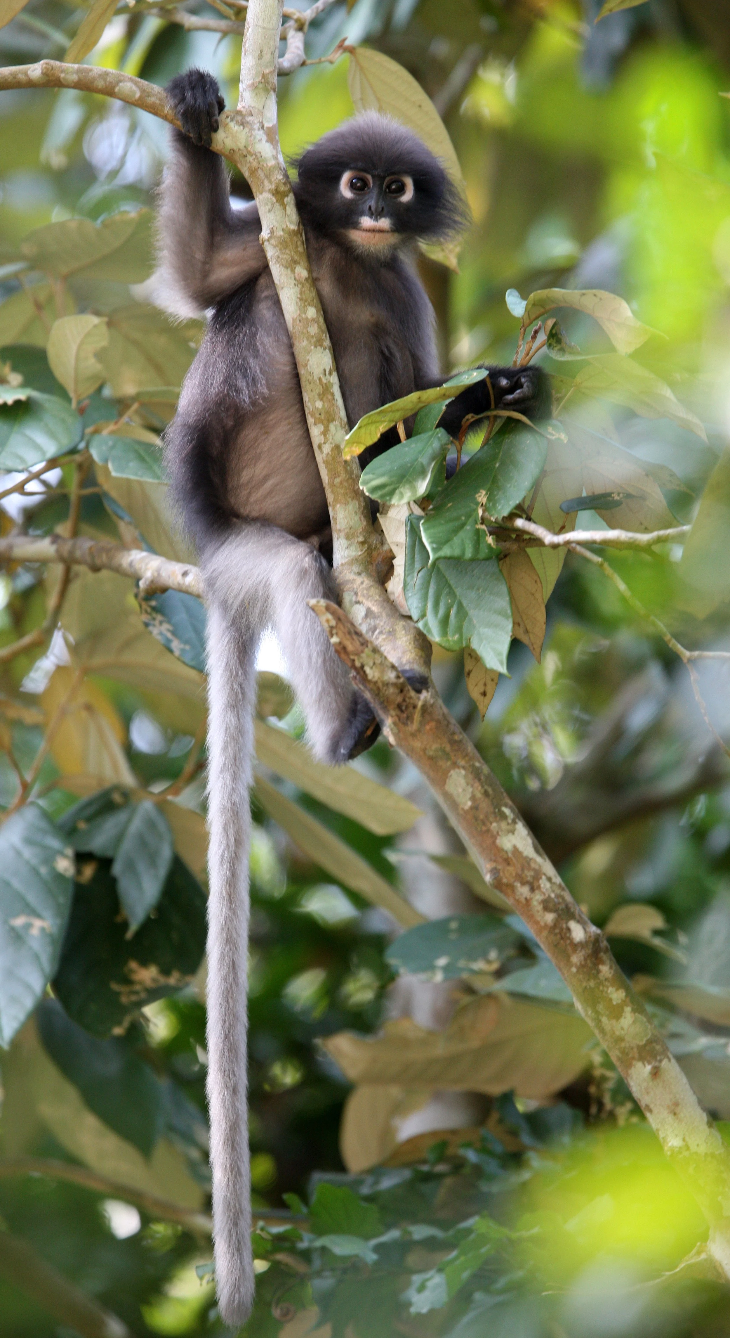 CERCOPITHECIDAE - Trachypithecus obscurus flavicauda - BLOND-TAILED (DUSKY) LANGUR - KAENG KRACHAN NP THAILAND (45).JPG