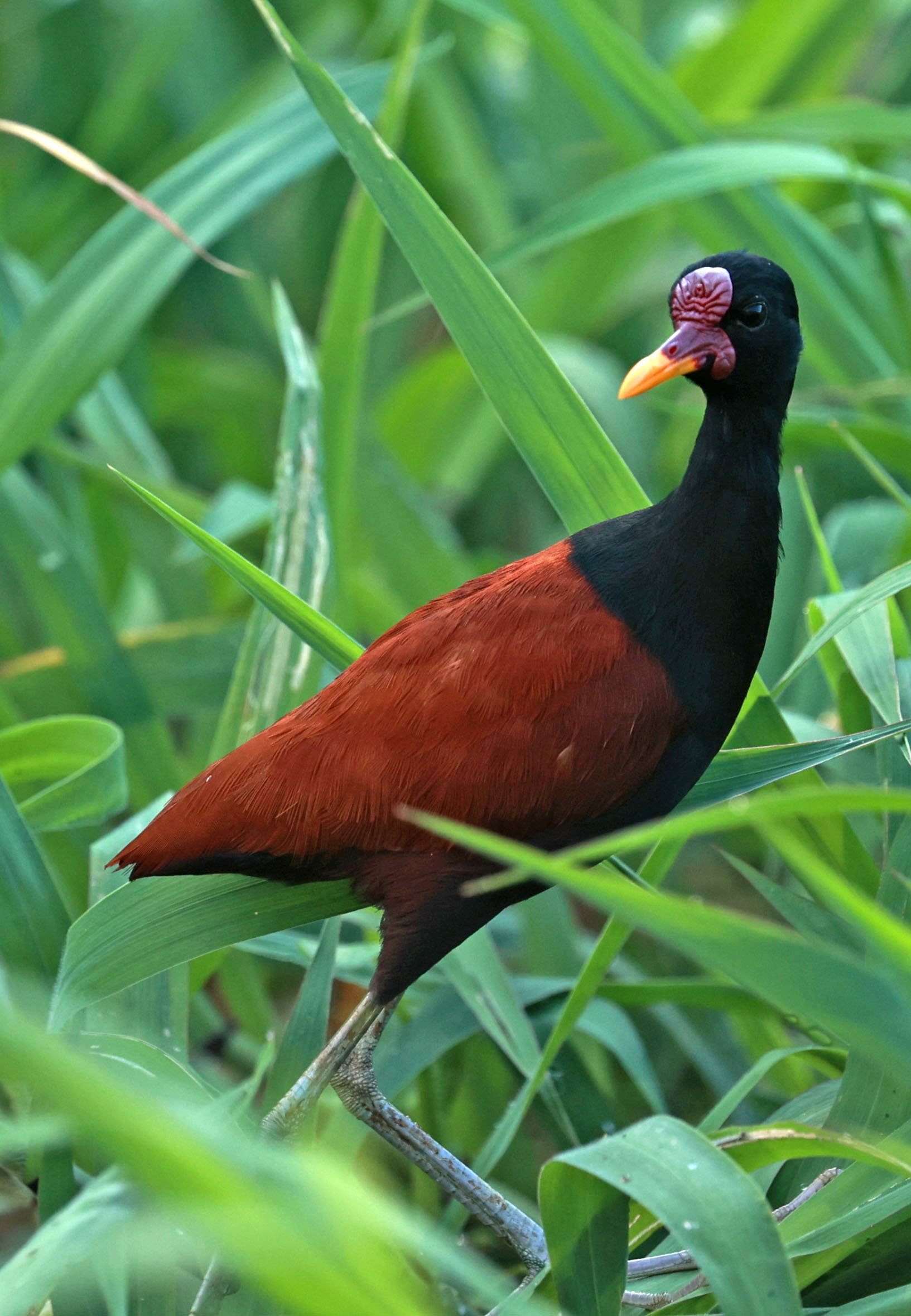 Jacana - Wattled Jacana - Jacana jacana - Ariau River & Rio Negro Region Southwest of Manaus (20).jpg