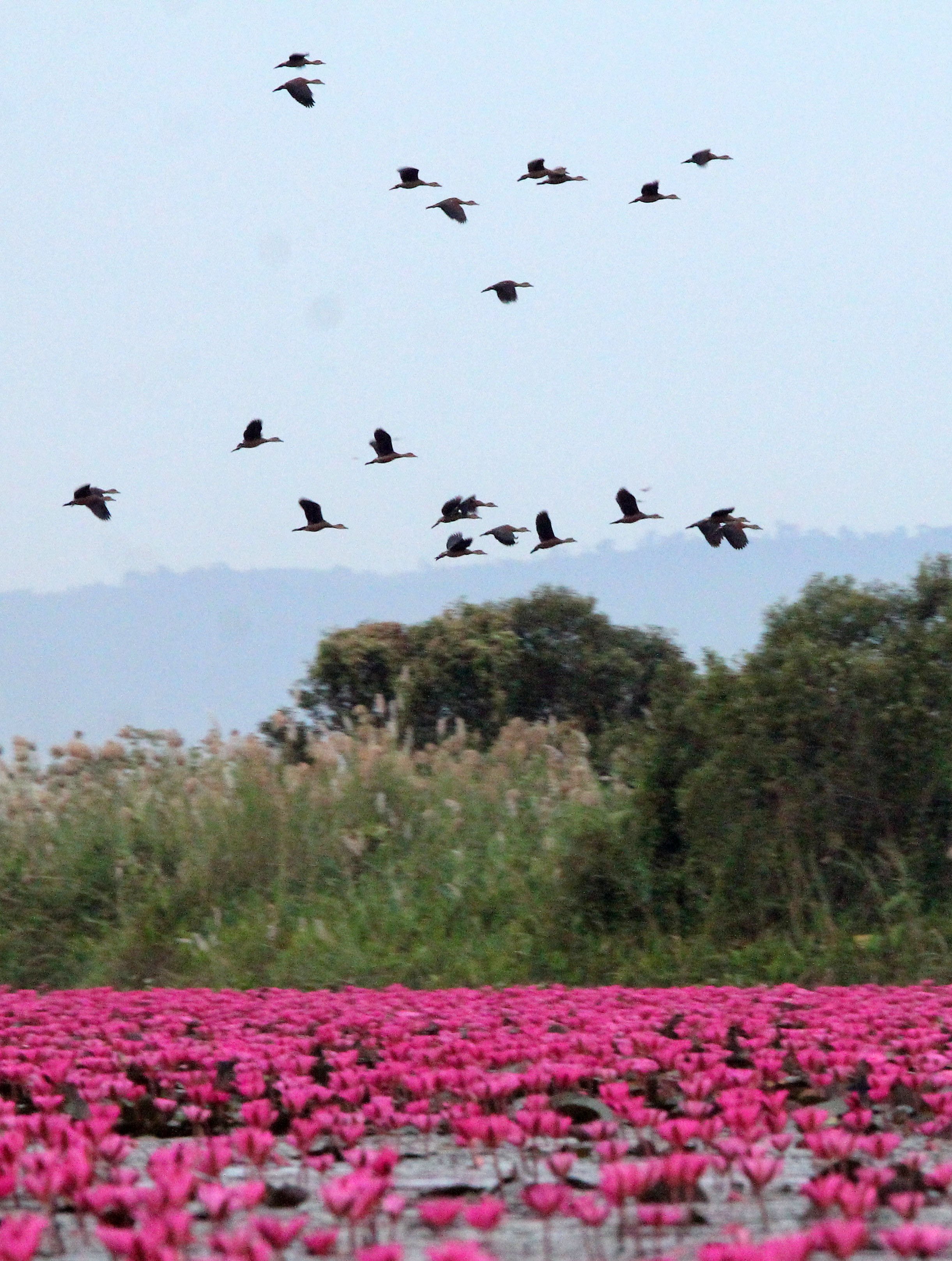 2018 Red Lotus Sea Wetlands Udon Thani Road Trip (67).JPG