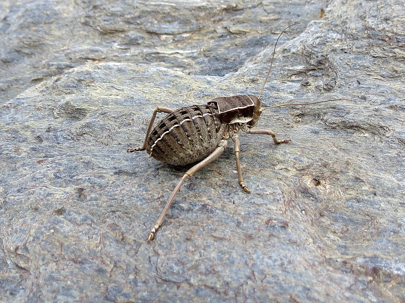 One of the Sierra Nevada's rarest endemics - Pycnogaster inermis or Grillo de Matorral!  This massive ground cricket was spotted by Som during our trek searching for Ibex.