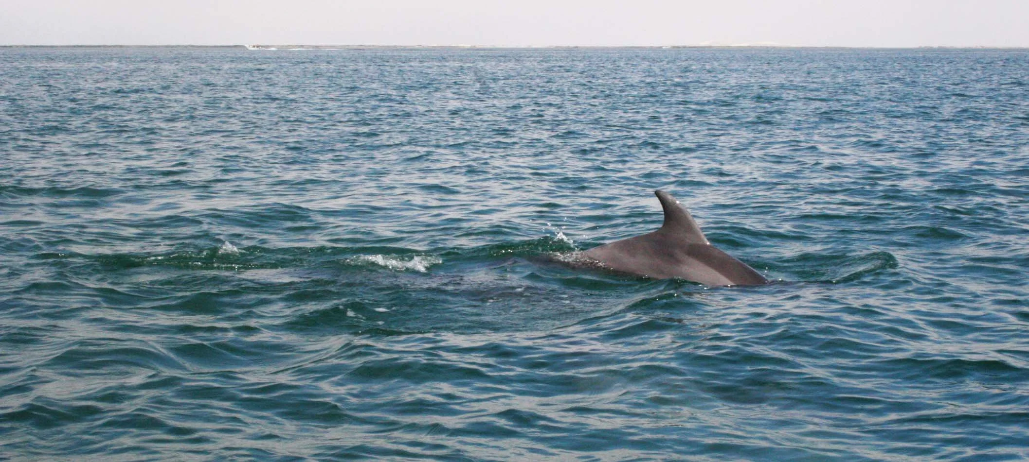 Tursiops truncatus - COMMON BOTTLENOSE DOLPHIN - SAN IGNACIO LAGOON BAJA MEXICO (56).JPG