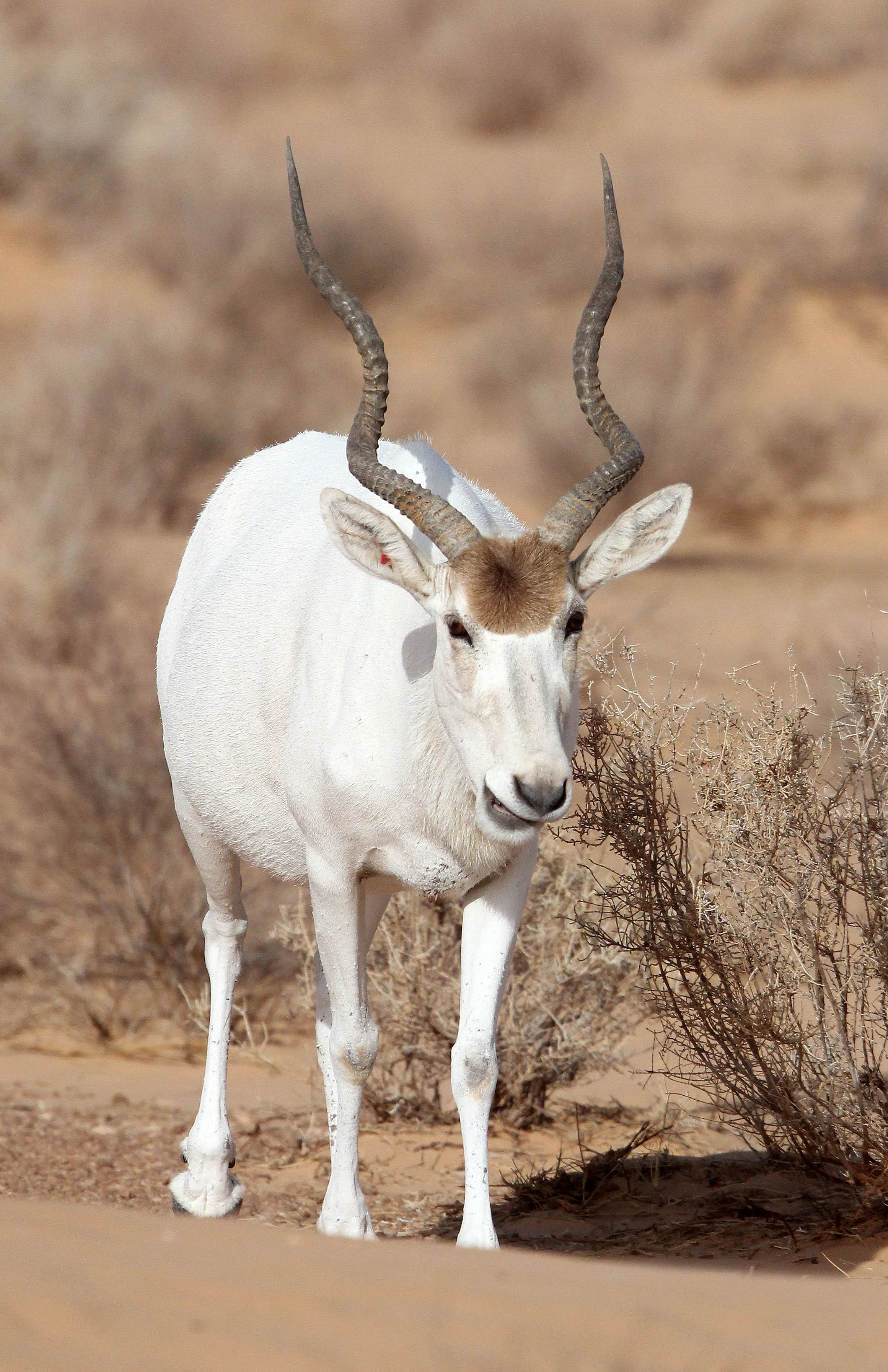 ADDAX - Addax nasomaculatus - JEBIL NATIONAL PARK TUNISIA (102).JPG