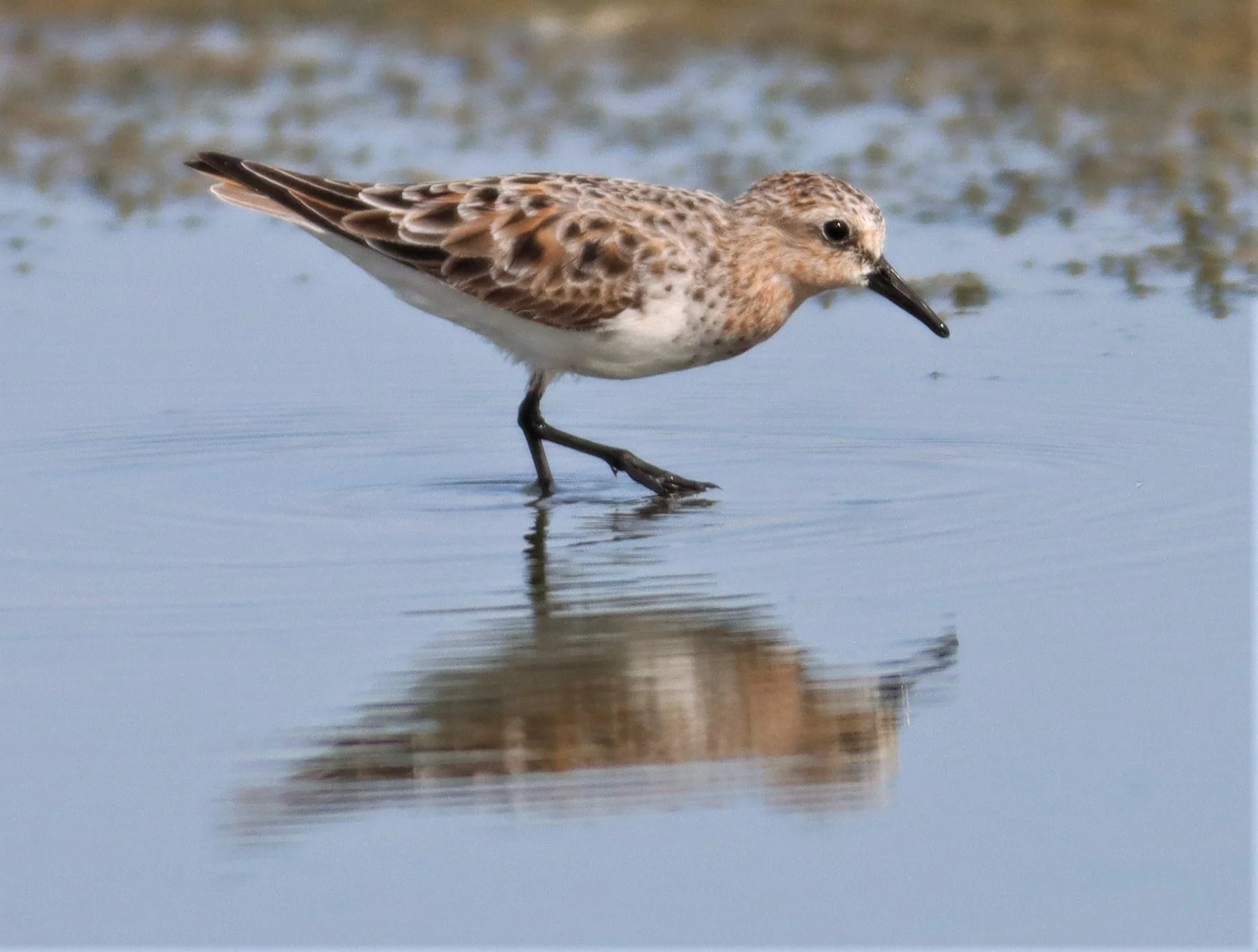 STINT - RED-NECKED STINT - Calidris ruficolis - KING'S GREEN CAVIAR PROJECT PETBURI (13).jpg