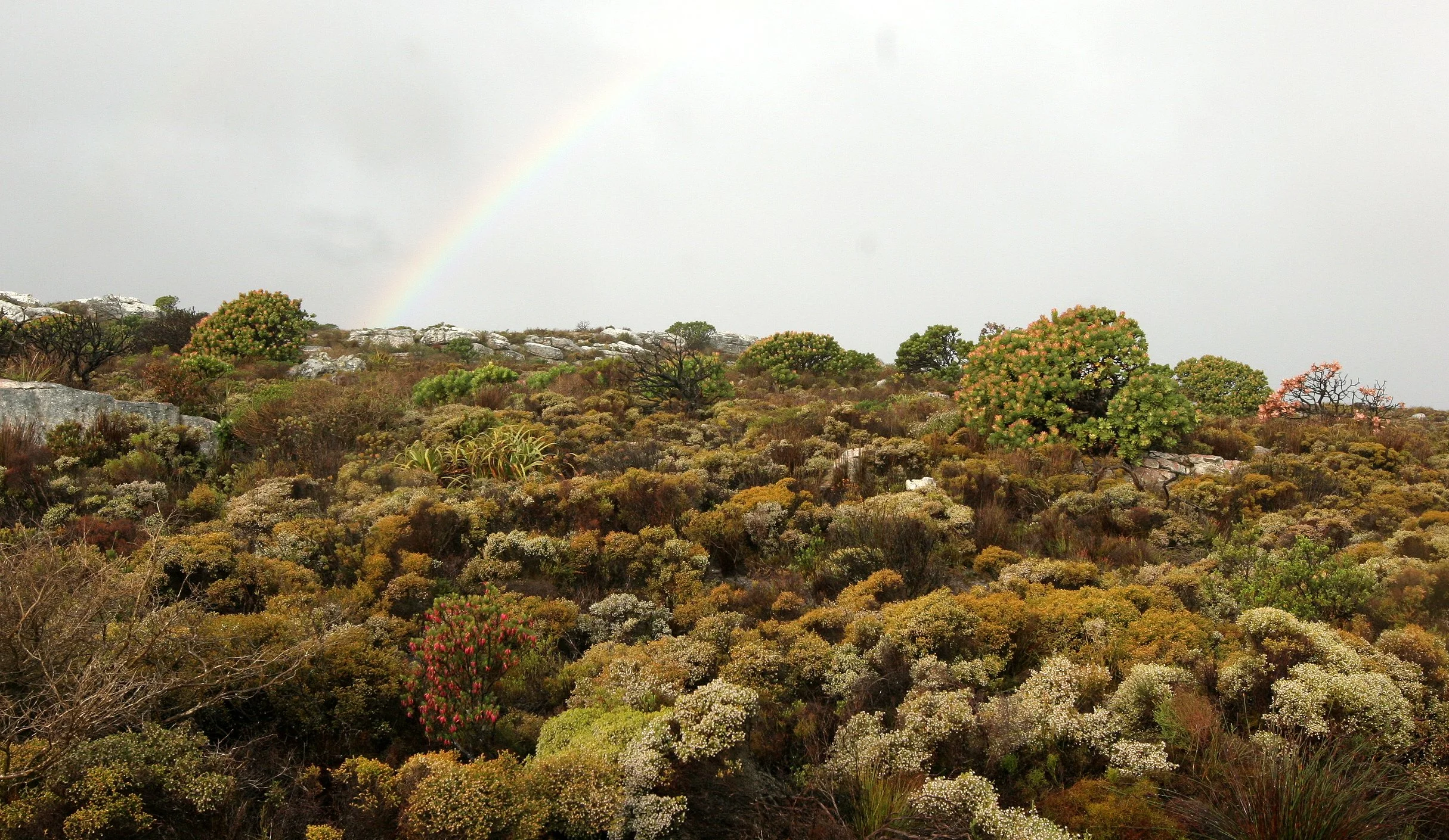 TABLE MOUNTAIN NATIONAL PARK - COASTAL FYNBO PLANT COMMUNITY (13).JPG