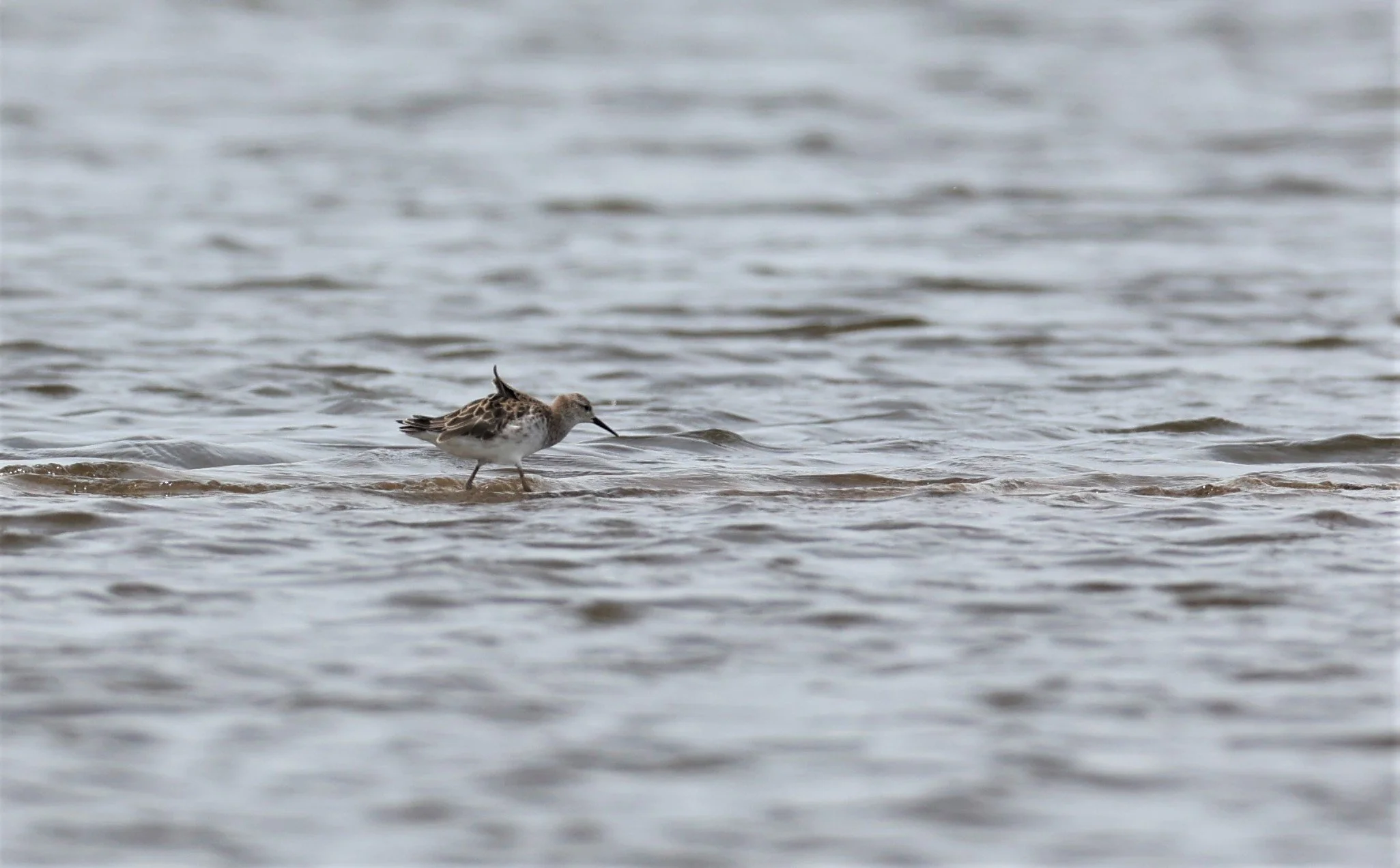 RUFF - Philomachus pugnax - CHACHOENGSAO  SALT PANS (6).jpg